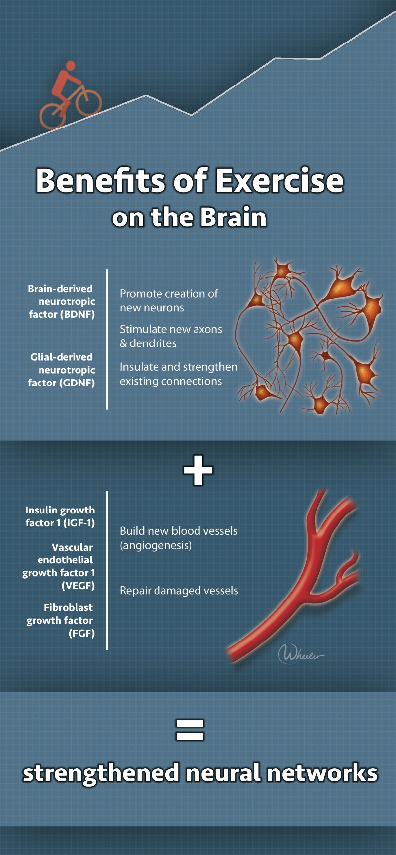 Neuroplasticity And Exercise - The Inle BrainFit Institute