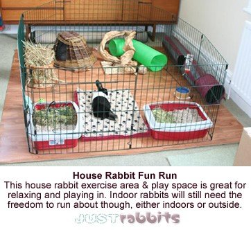 Happy House Rabbits Love Toys SomeBunny