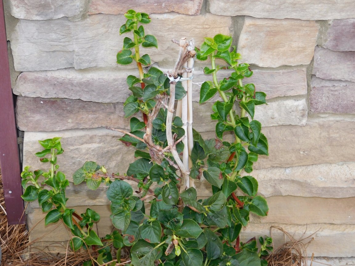 Landscaping Dodd McBride Sonlight Irrigation