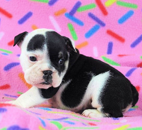 Puppies | The Smaller English Bulldog Puppies