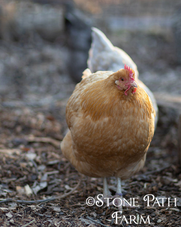 Stone Path Farm, Nokesville VA