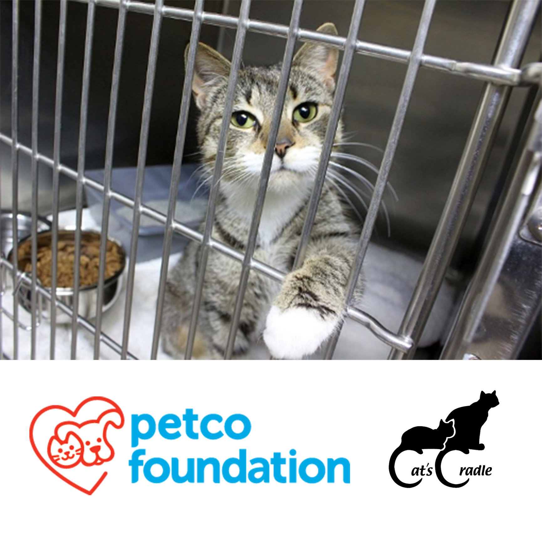 Petco Foundation Invests in Lifesaving Work of Cat's Cradle! Cat's Cradle