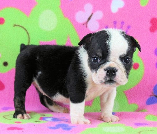Puppies Newbies Sugarplum Bulldogs The Smaller English Bulldog Puppies