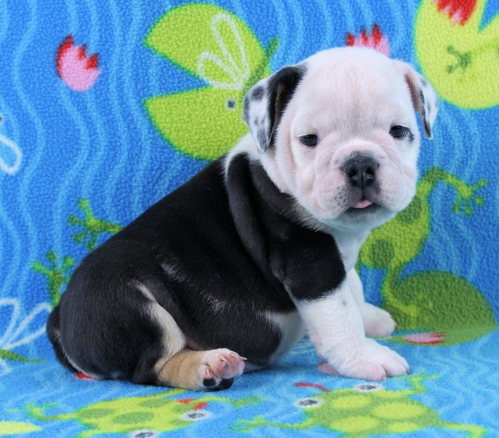 Puppies - Newbies | Sugarplum Bulldogs the smaller English Bulldog Puppies