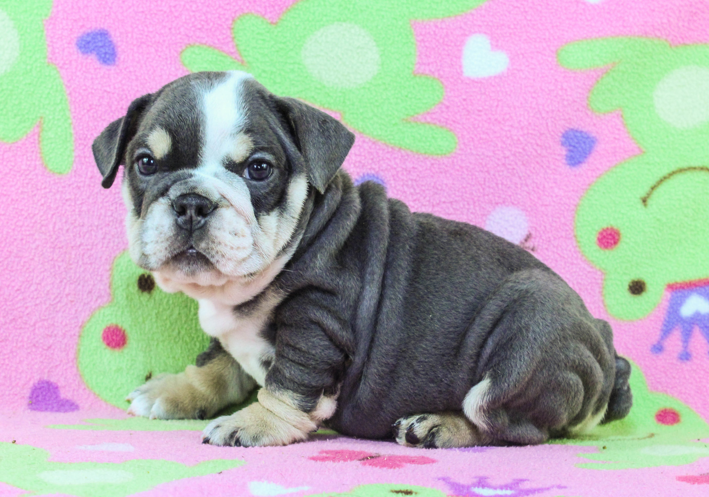 Home of the Smaller AKC English Bulldog Puppies - Newbies