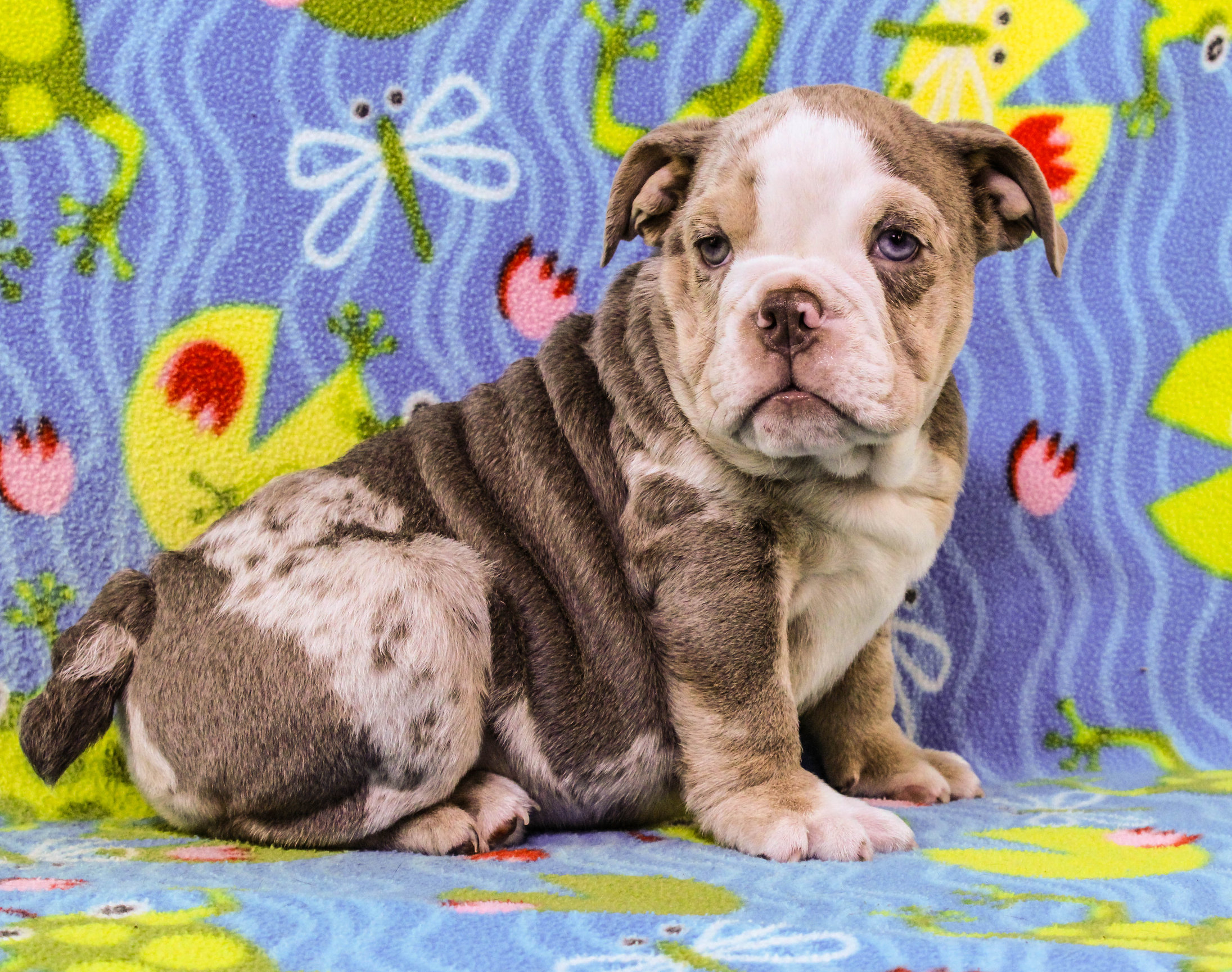 Home of the Smaller AKC English Bulldog Puppies - Newbies