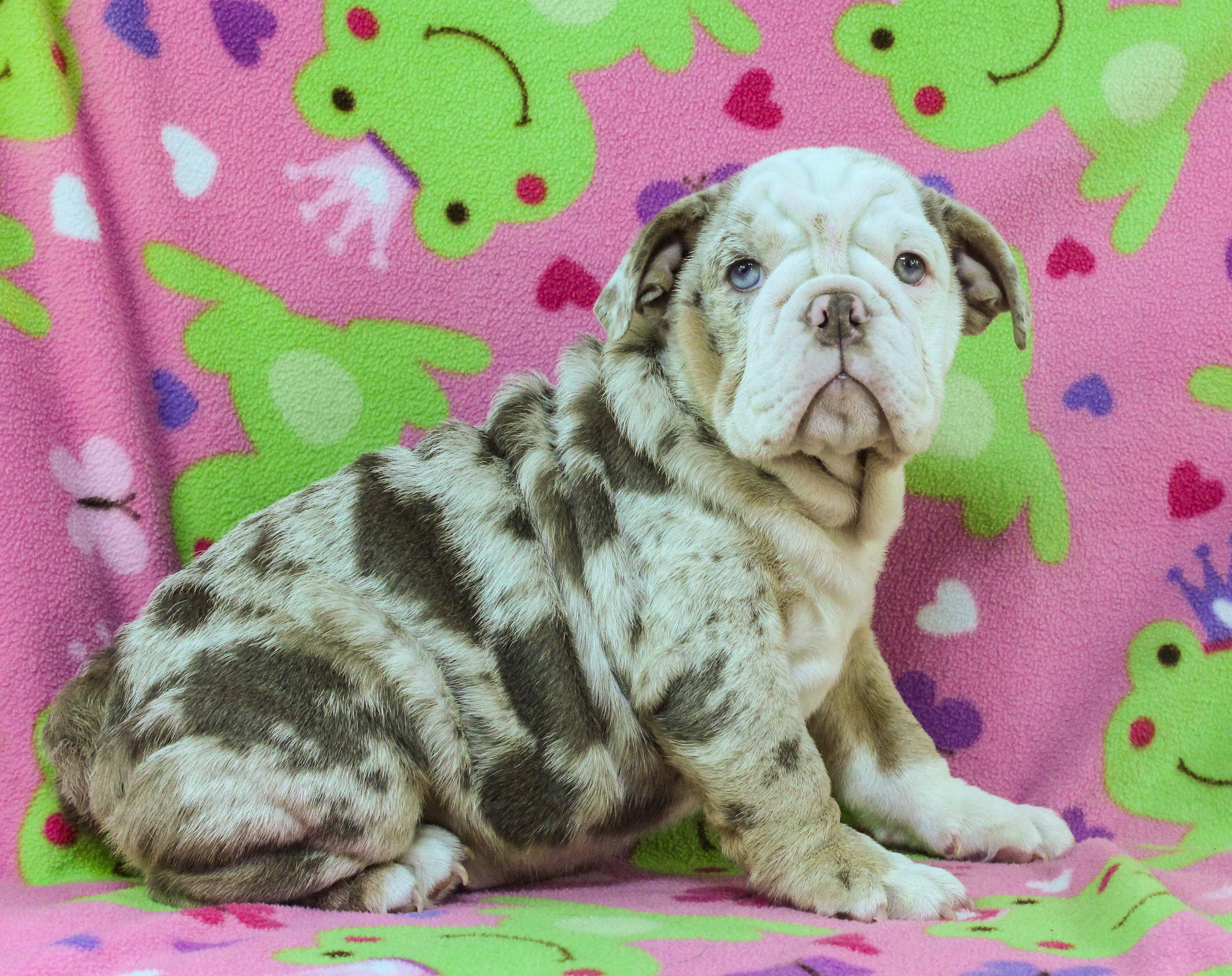 Home of the Smaller AKC English Bulldog Puppies - Newbies