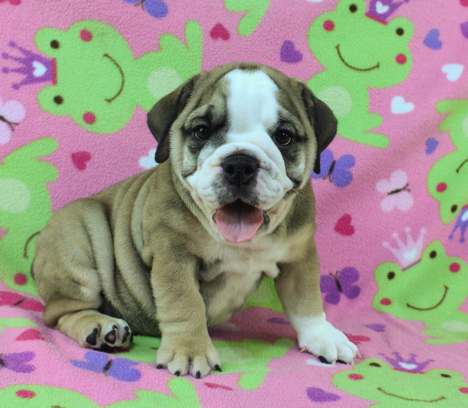 Home of the Smaller AKC English Bulldog Puppies - Newbies