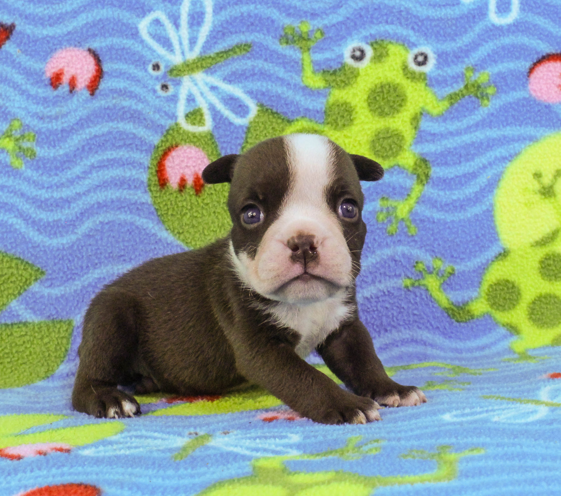 Home of the Smaller AKC English Bulldog Puppies - Newbies