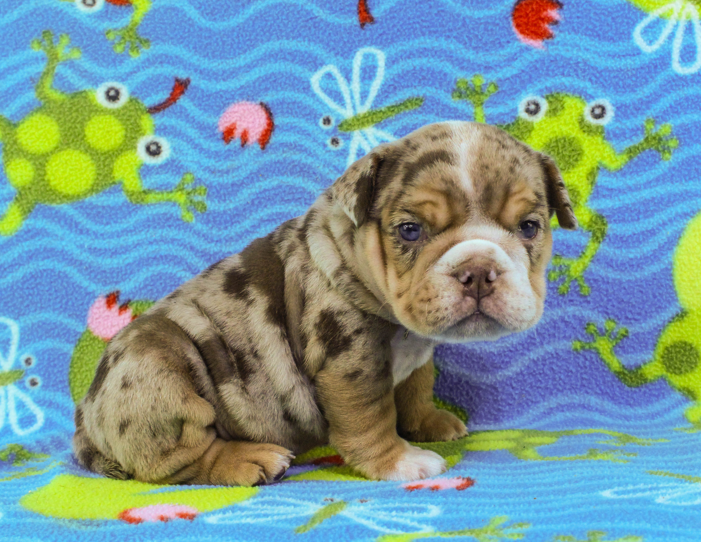 Home of the Smaller AKC English Bulldog Puppies - Newbies