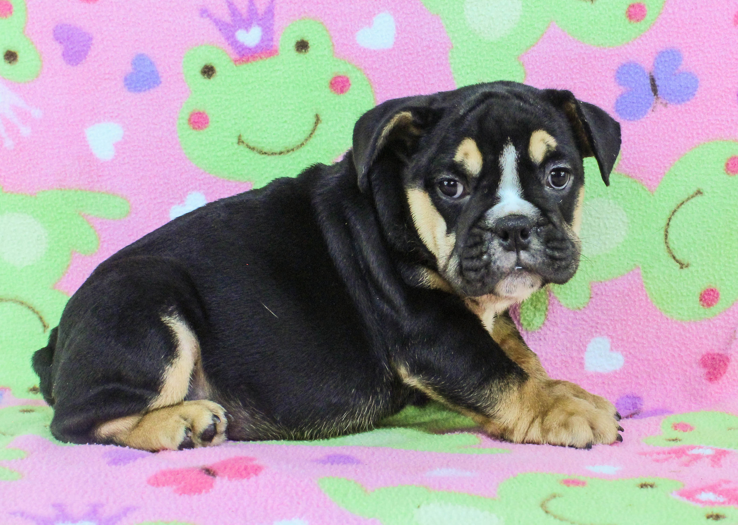 Home of the Smaller AKC English Bulldog Puppies - Newbies