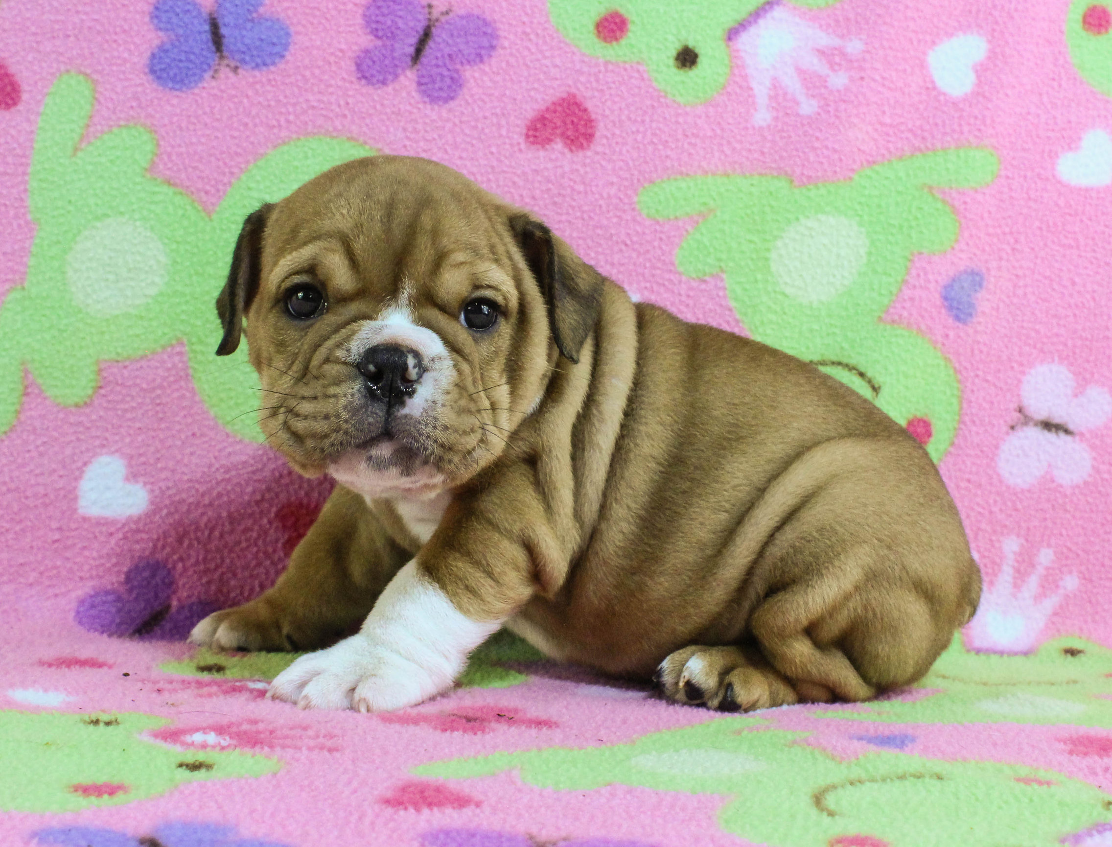 Home of the Smaller AKC English Bulldog Puppies - Newbies