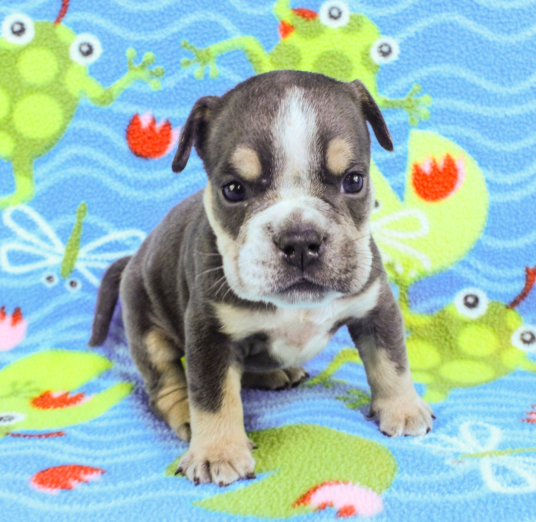 Home of the Smaller AKC English Bulldog Puppies - Newbies