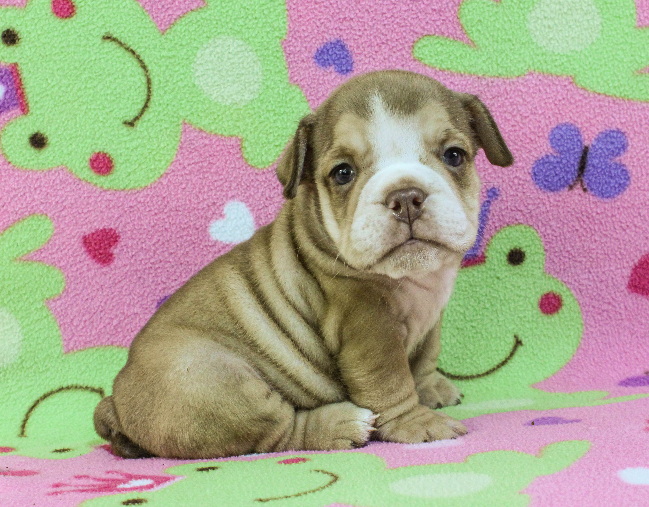 Home of the Smaller AKC English Bulldog Puppies - Newbies