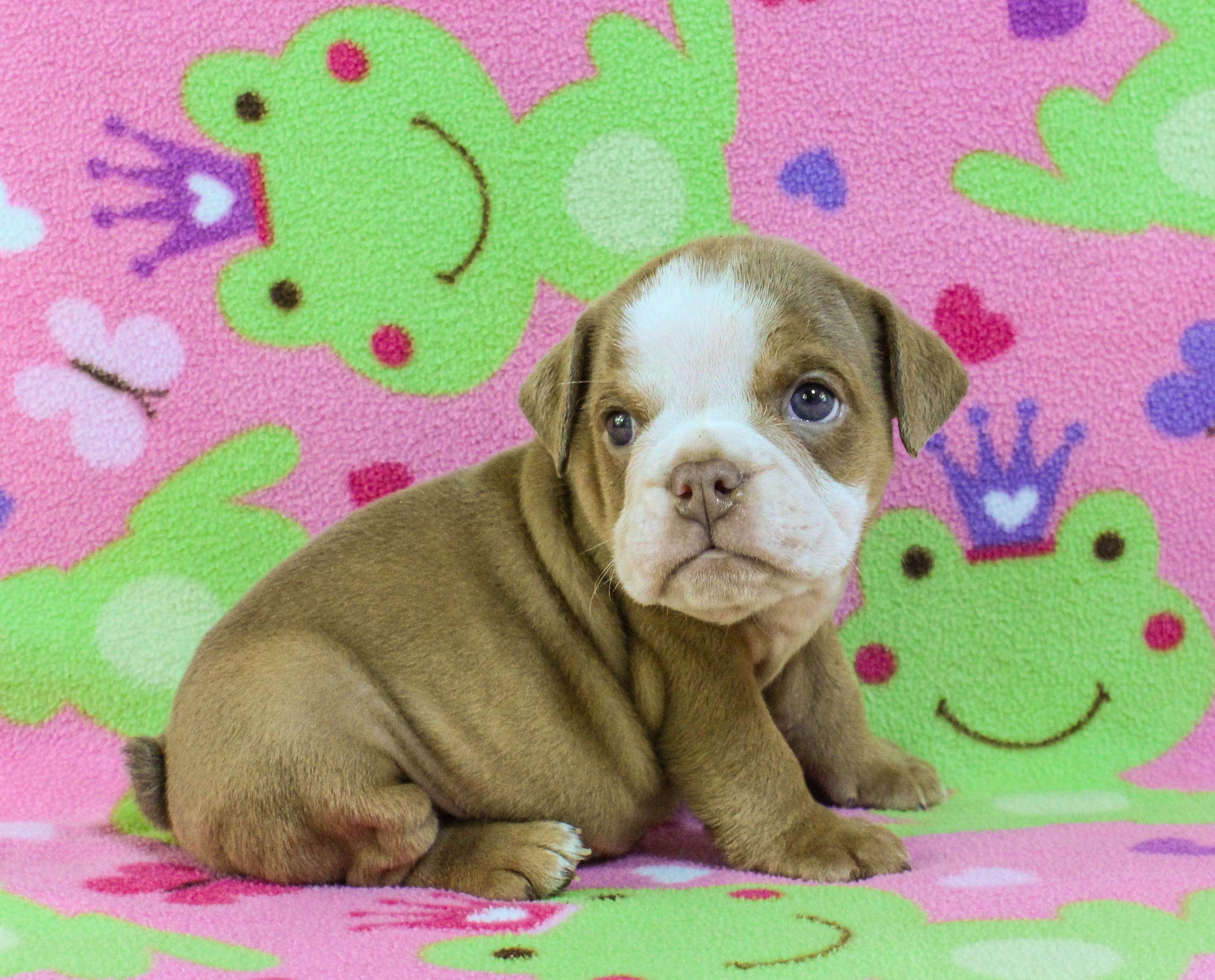 Home of the Smaller AKC English Bulldog Puppies - Newbies