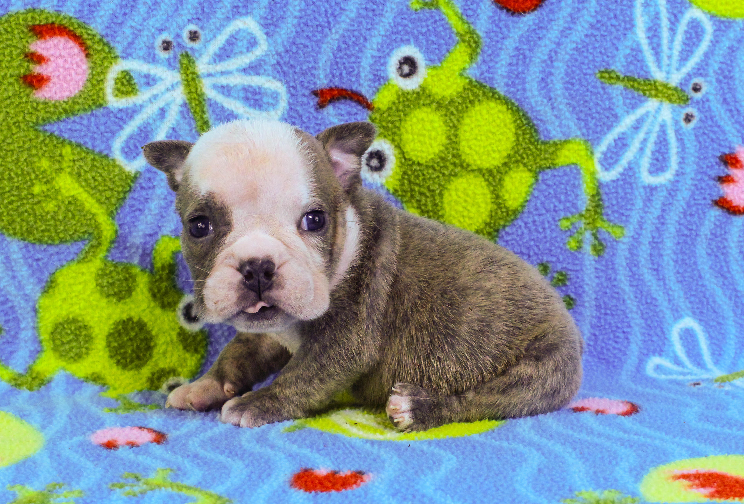 Home of the Smaller AKC English Bulldog Puppies - Newbies