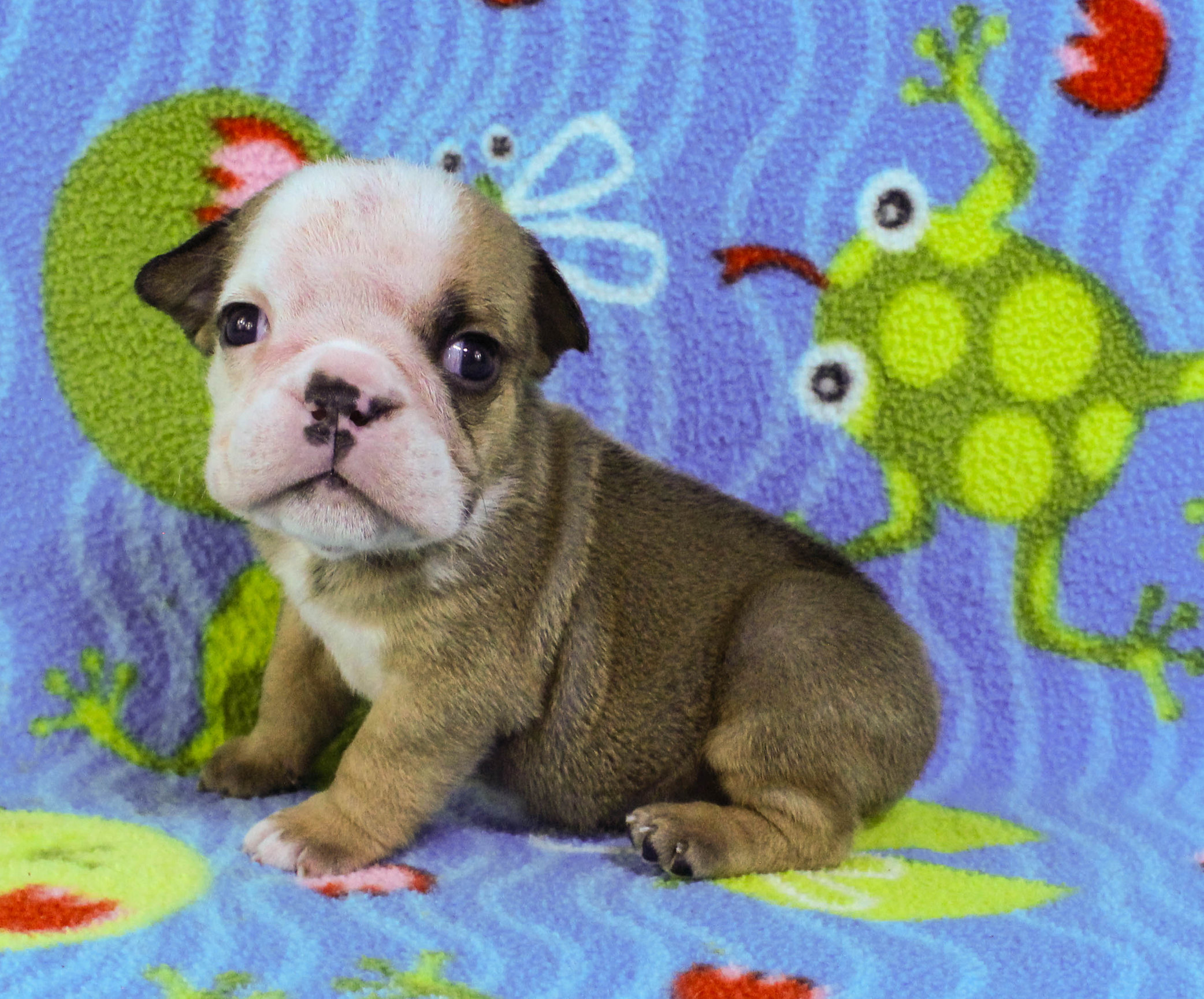 Home of the Smaller AKC English Bulldog Puppies - Newbies