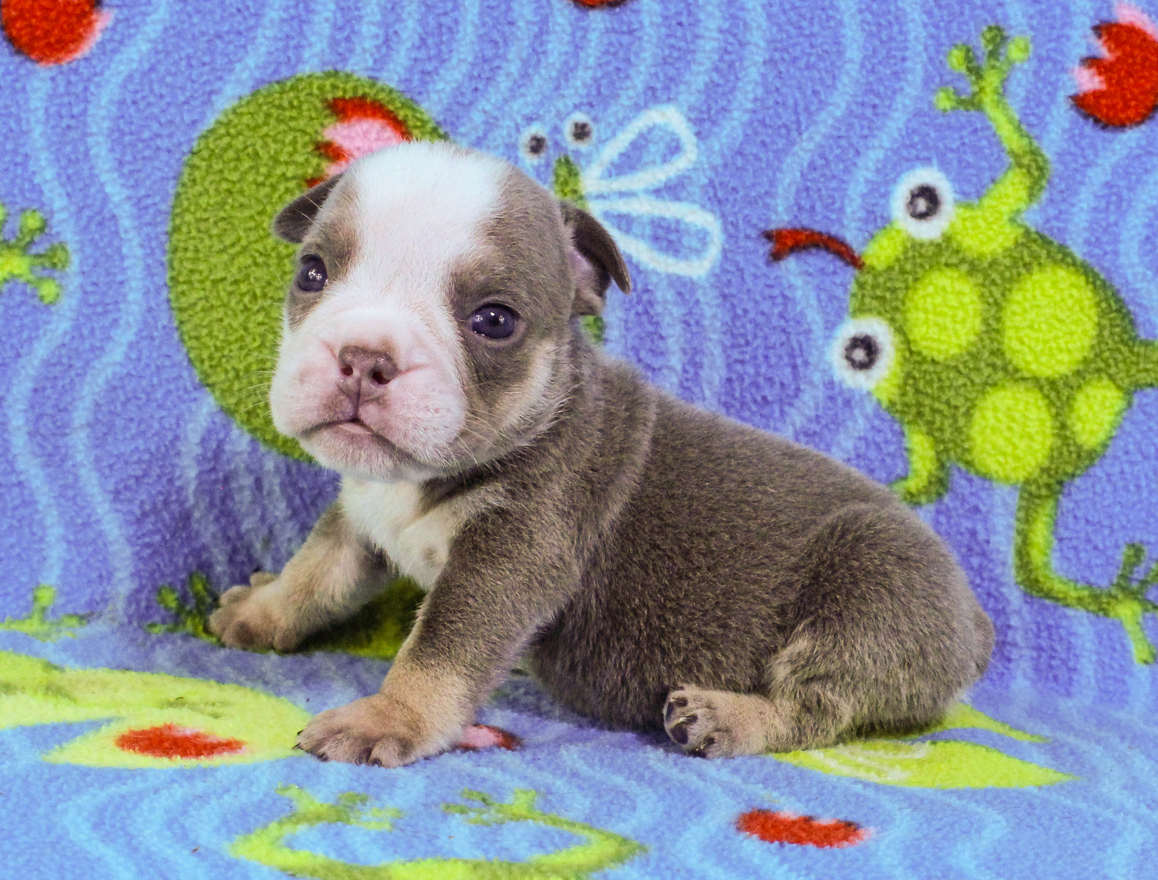 Home of the Smaller AKC English Bulldog Puppies - Newbies