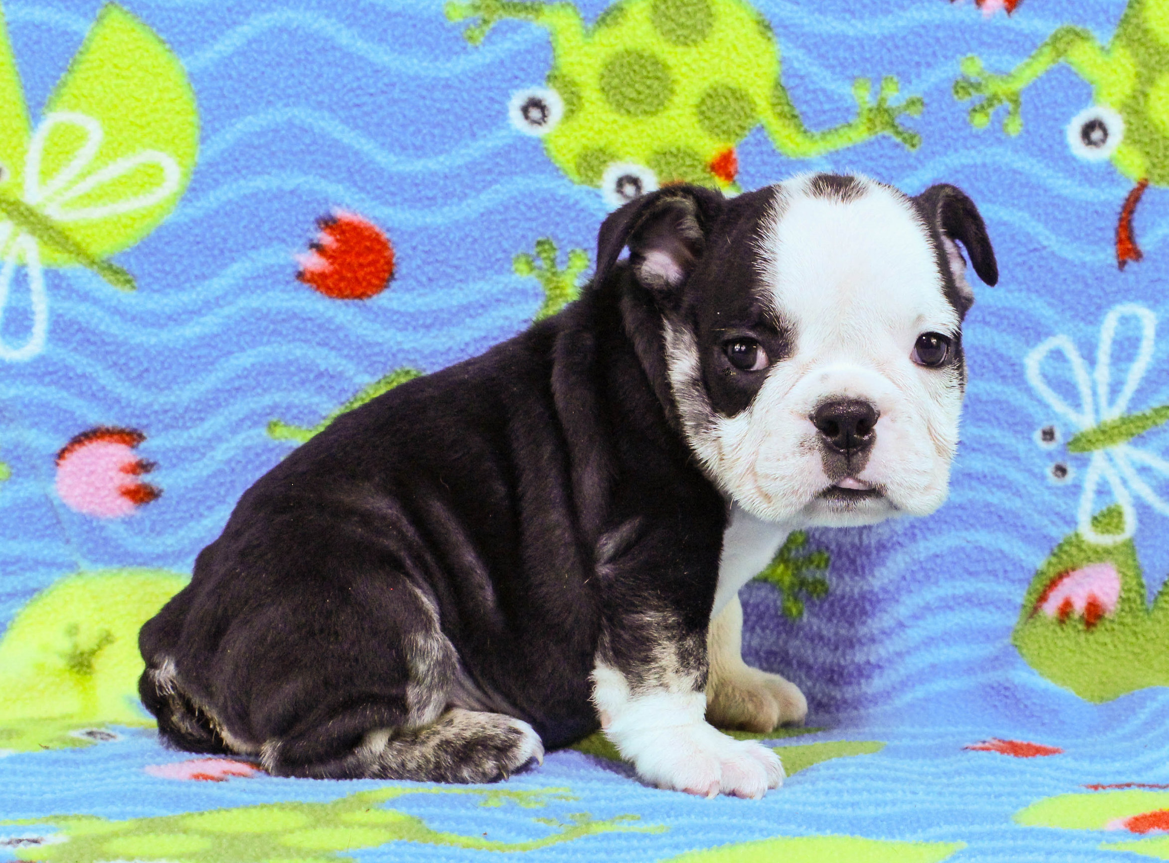 Home of the Smaller AKC English Bulldog Puppies - Newbies