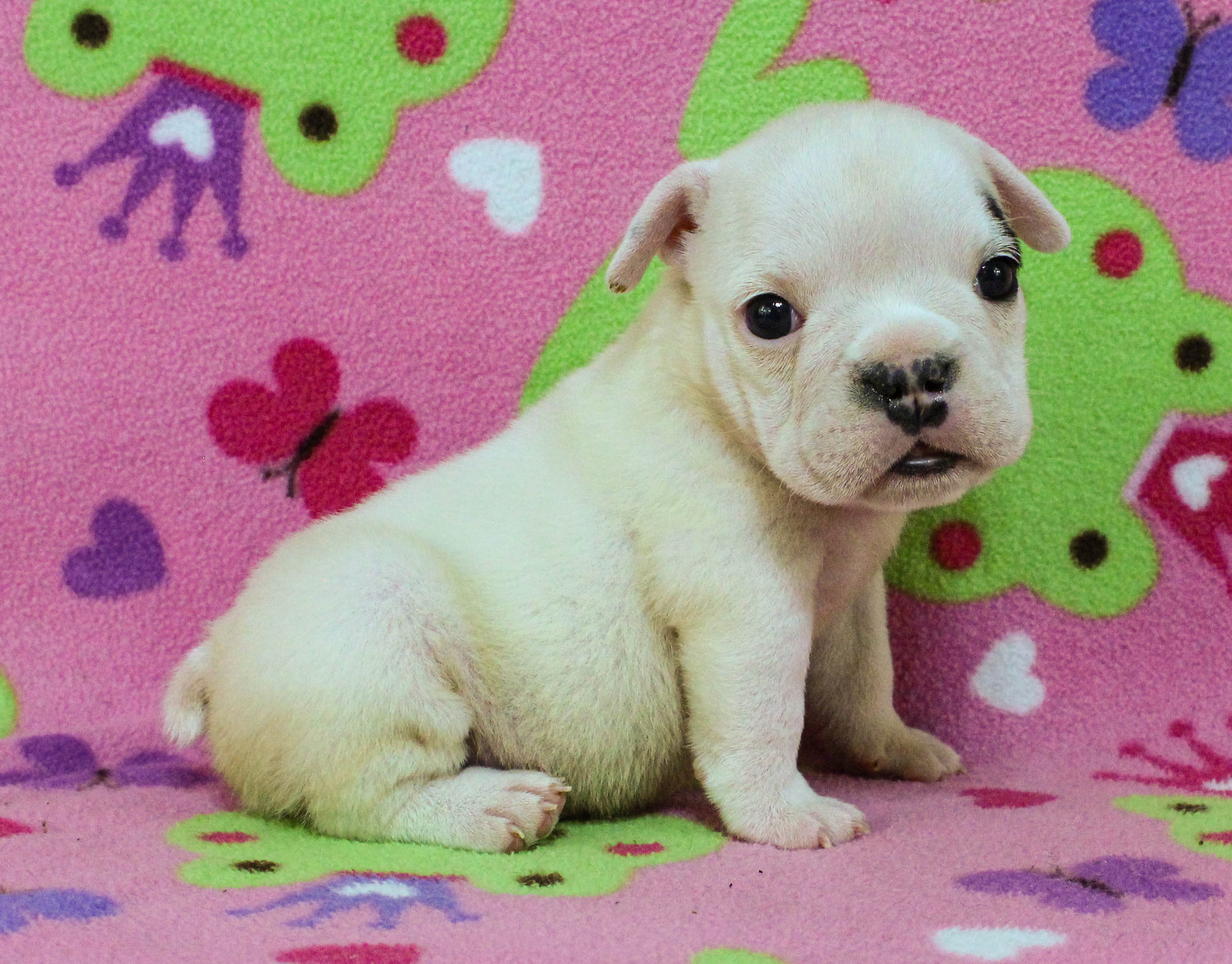 Home of the Smaller AKC English Bulldog Puppies - Newbies