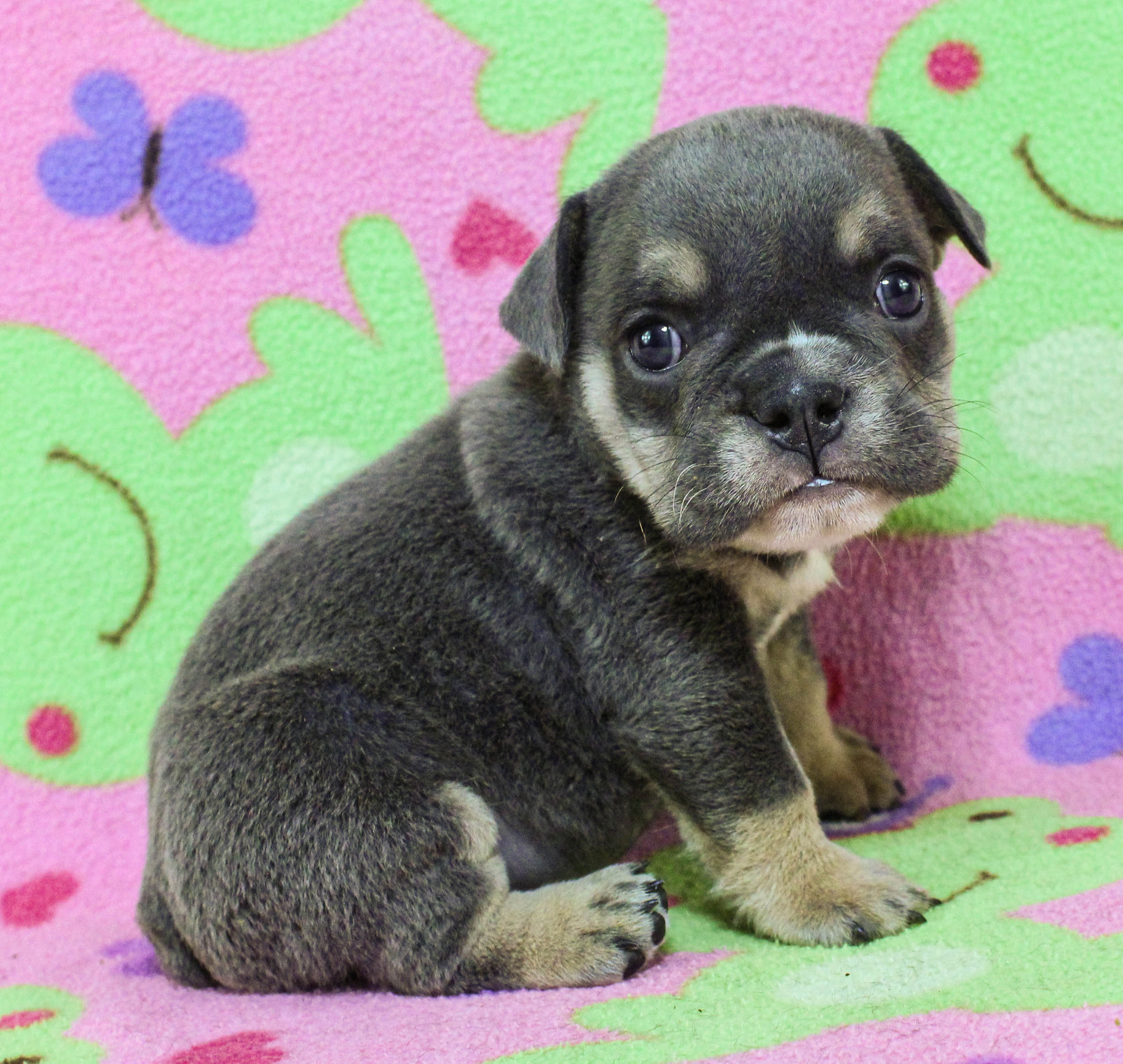 Home of the Smaller AKC English Bulldog Puppies - Newbies