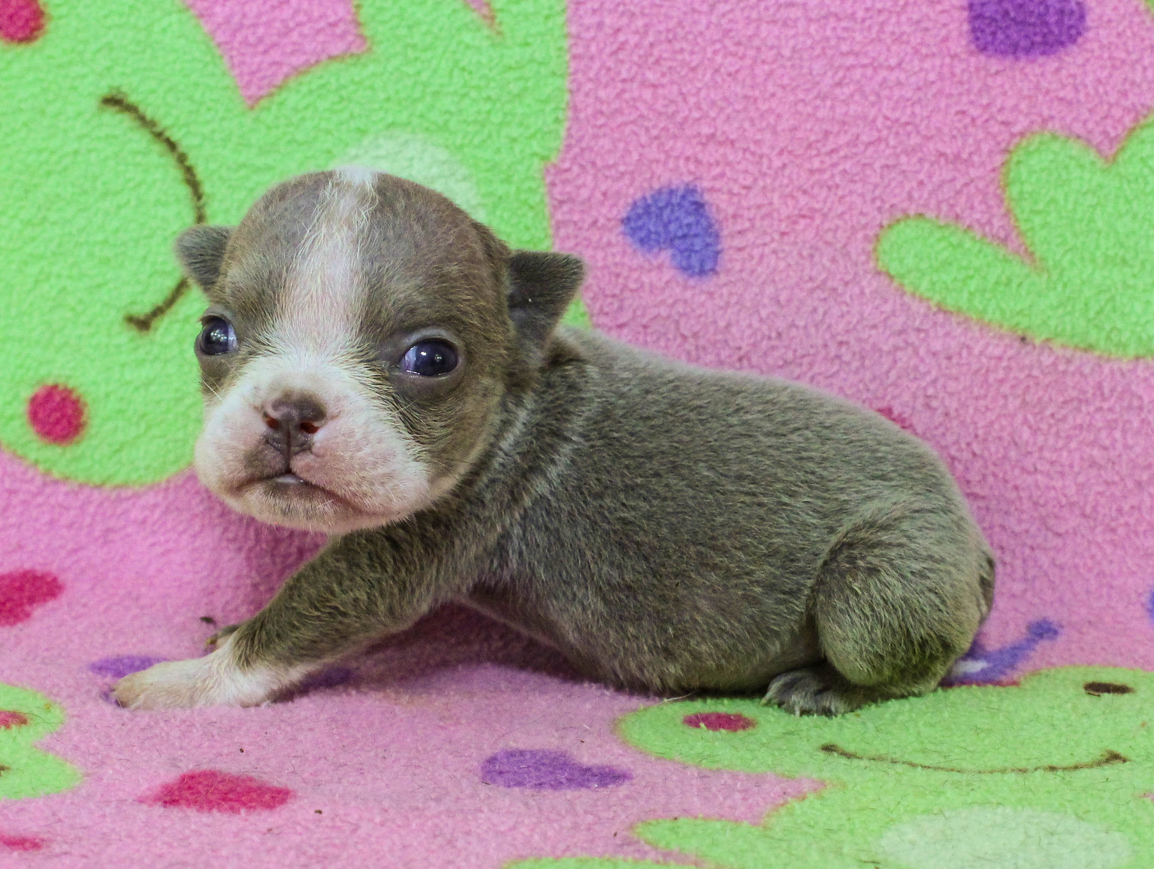 Home of the Smaller AKC English Bulldog Puppies - Newbies