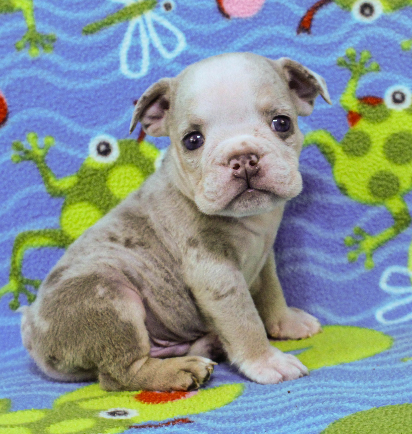 Home of the Smaller AKC English Bulldog Puppies - Newbies