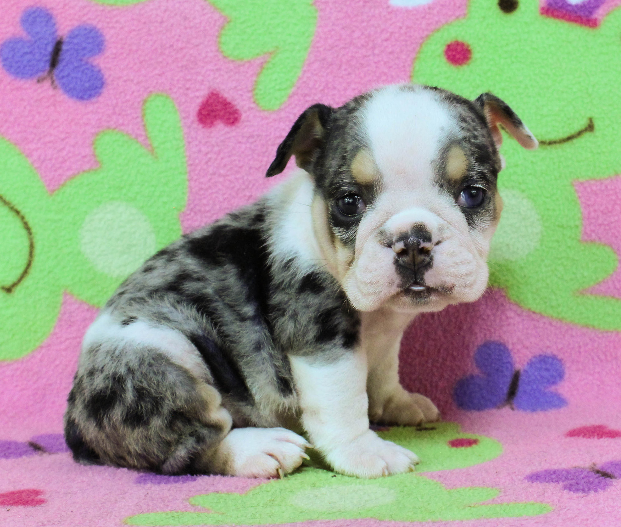 Home of the Smaller AKC English Bulldog Puppies - Newbies