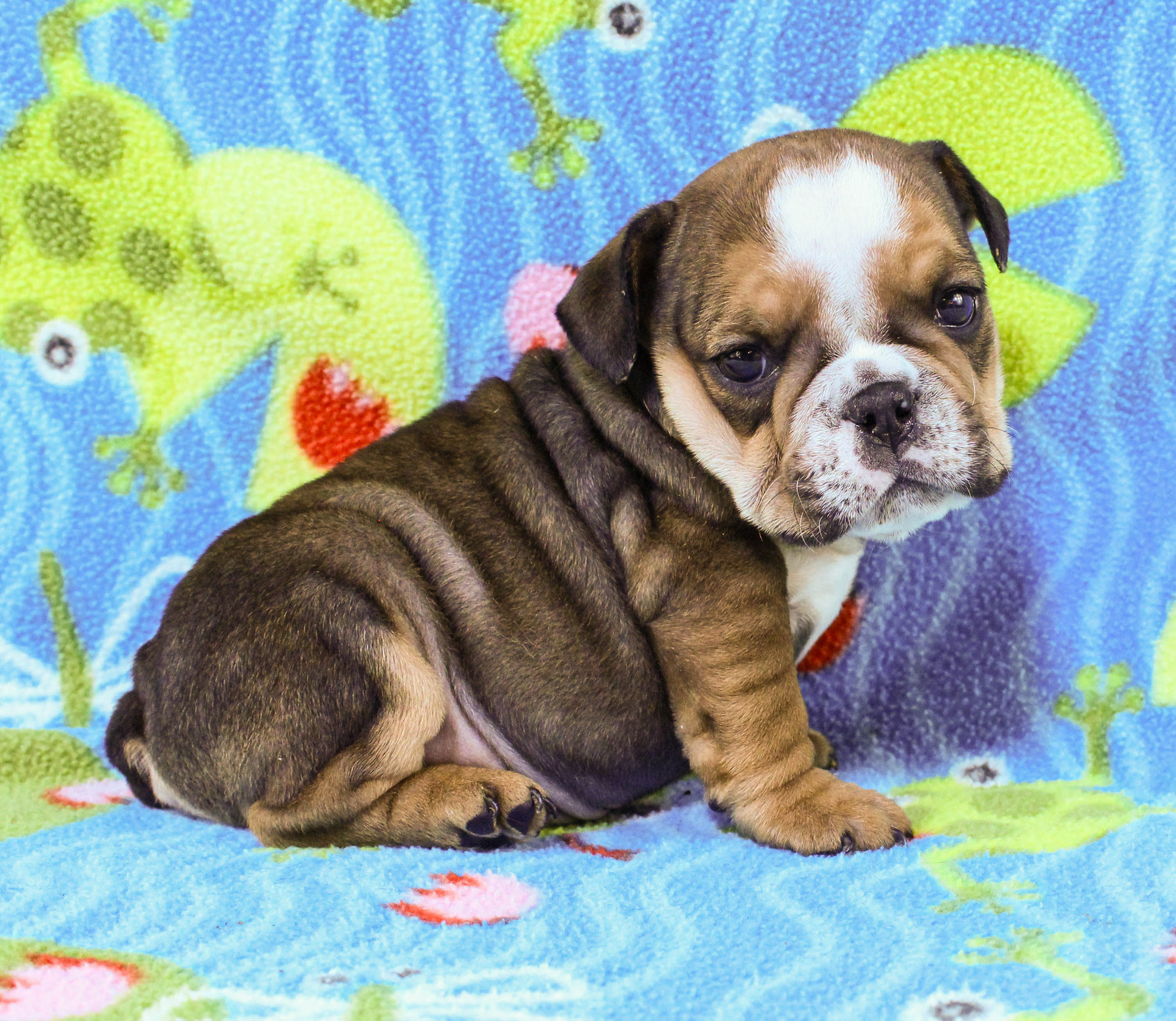 Home of the Smaller AKC English Bulldog Puppies - Newbies