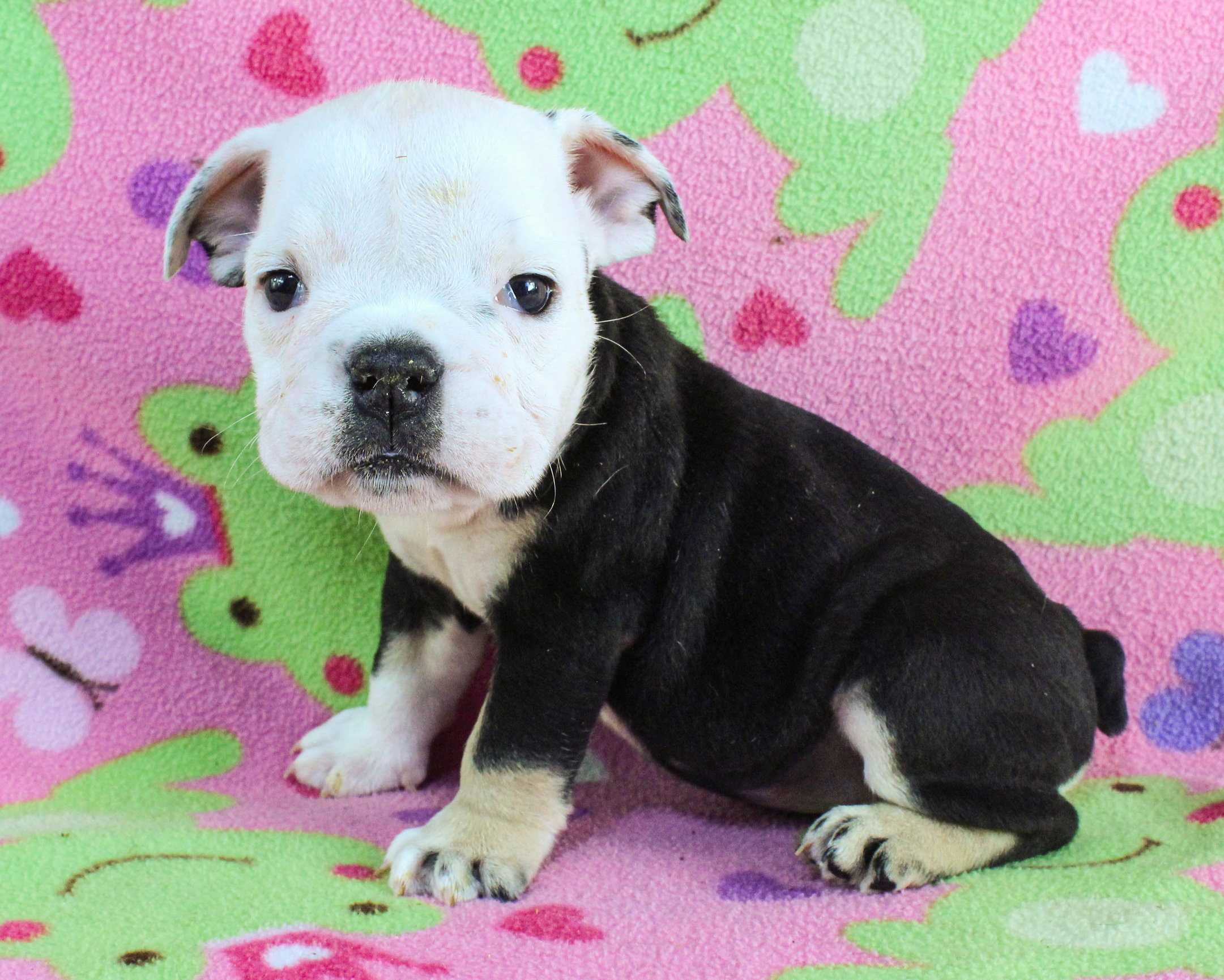 Home of the Smaller AKC English Bulldog Puppies - Newbies