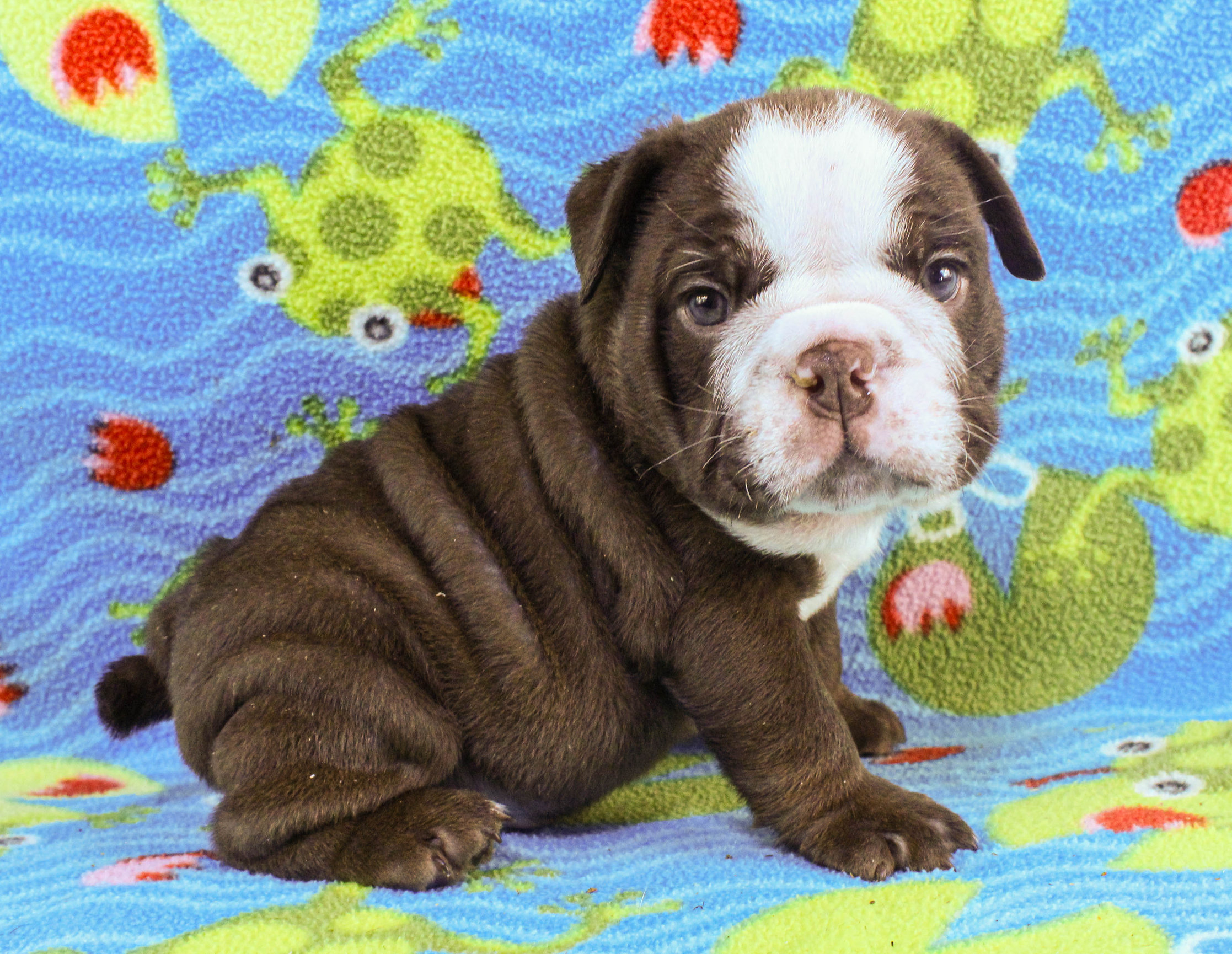 Home of the Smaller AKC English Bulldog Puppies - Newbies