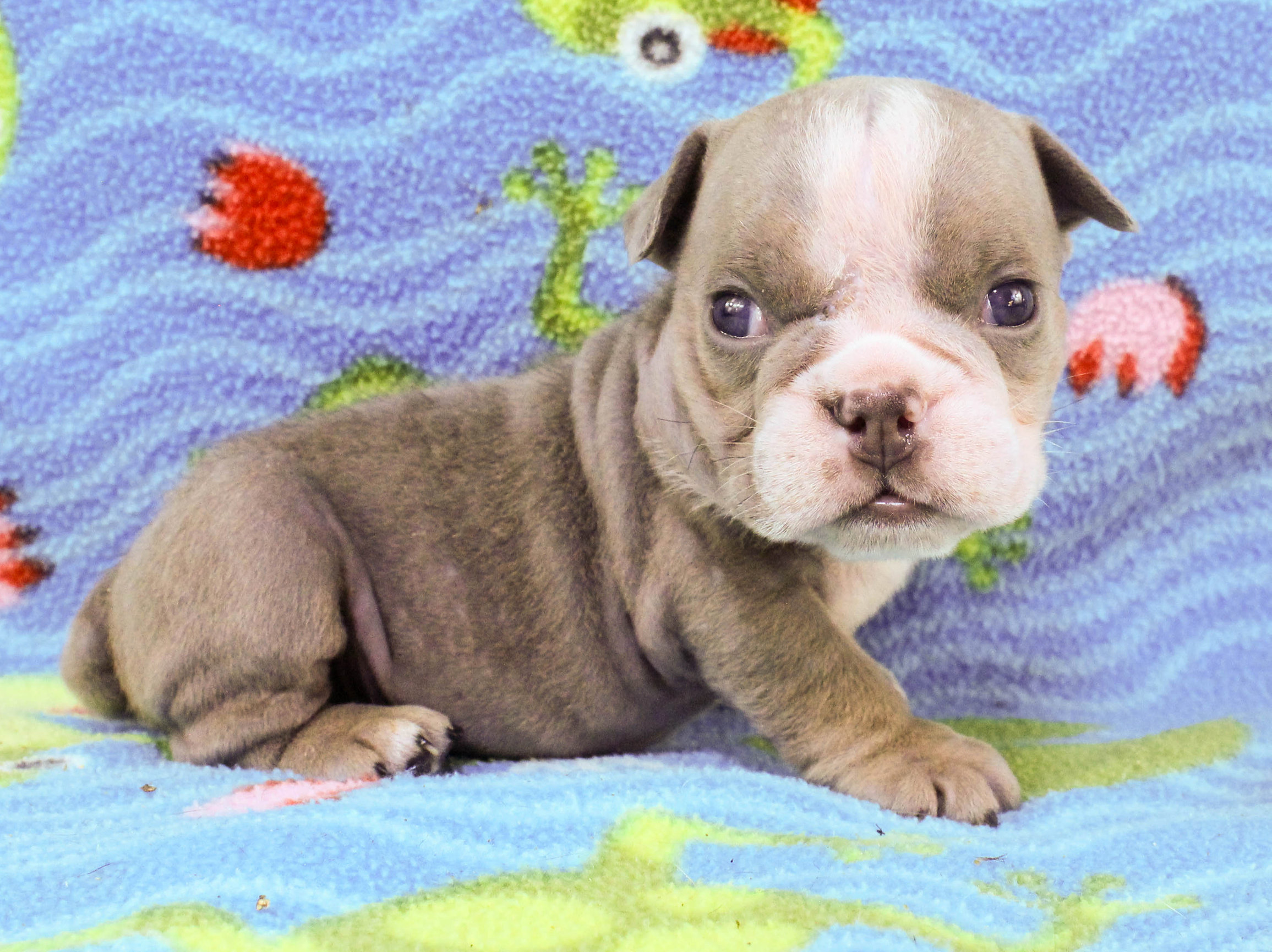 Home of the Smaller AKC English Bulldog Puppies - Newbies