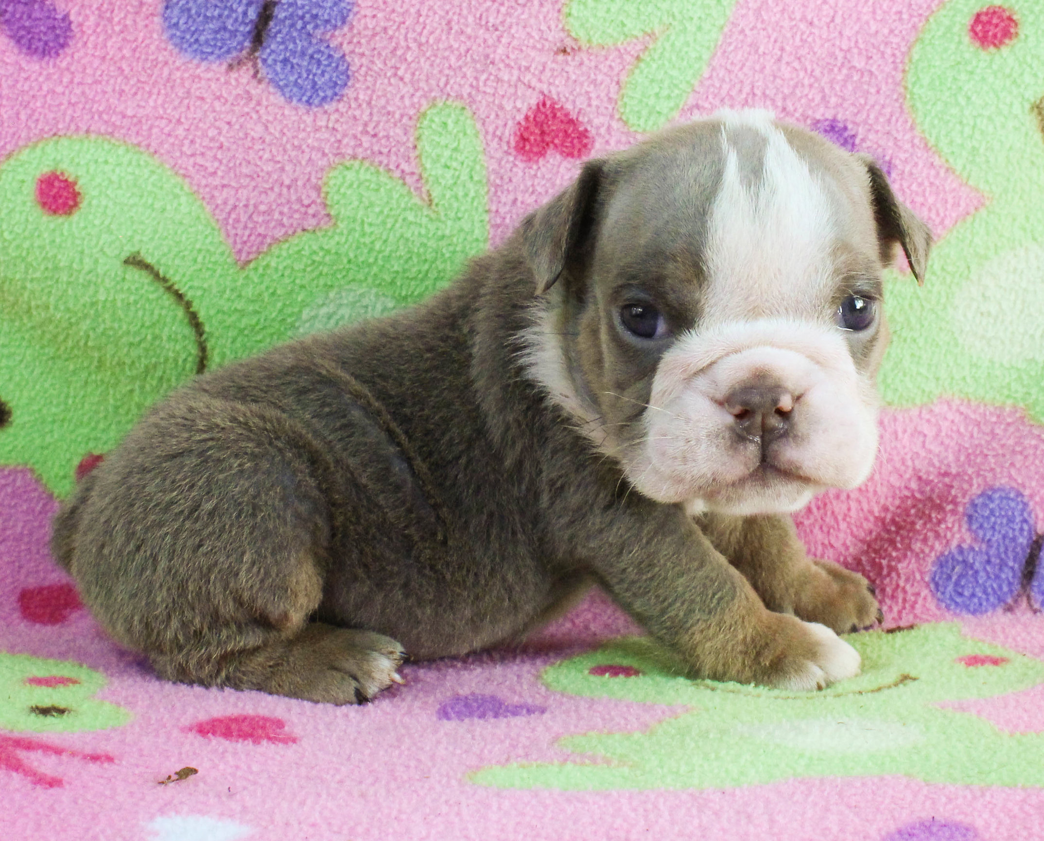 Home of the Smaller AKC English Bulldog Puppies - Newbies