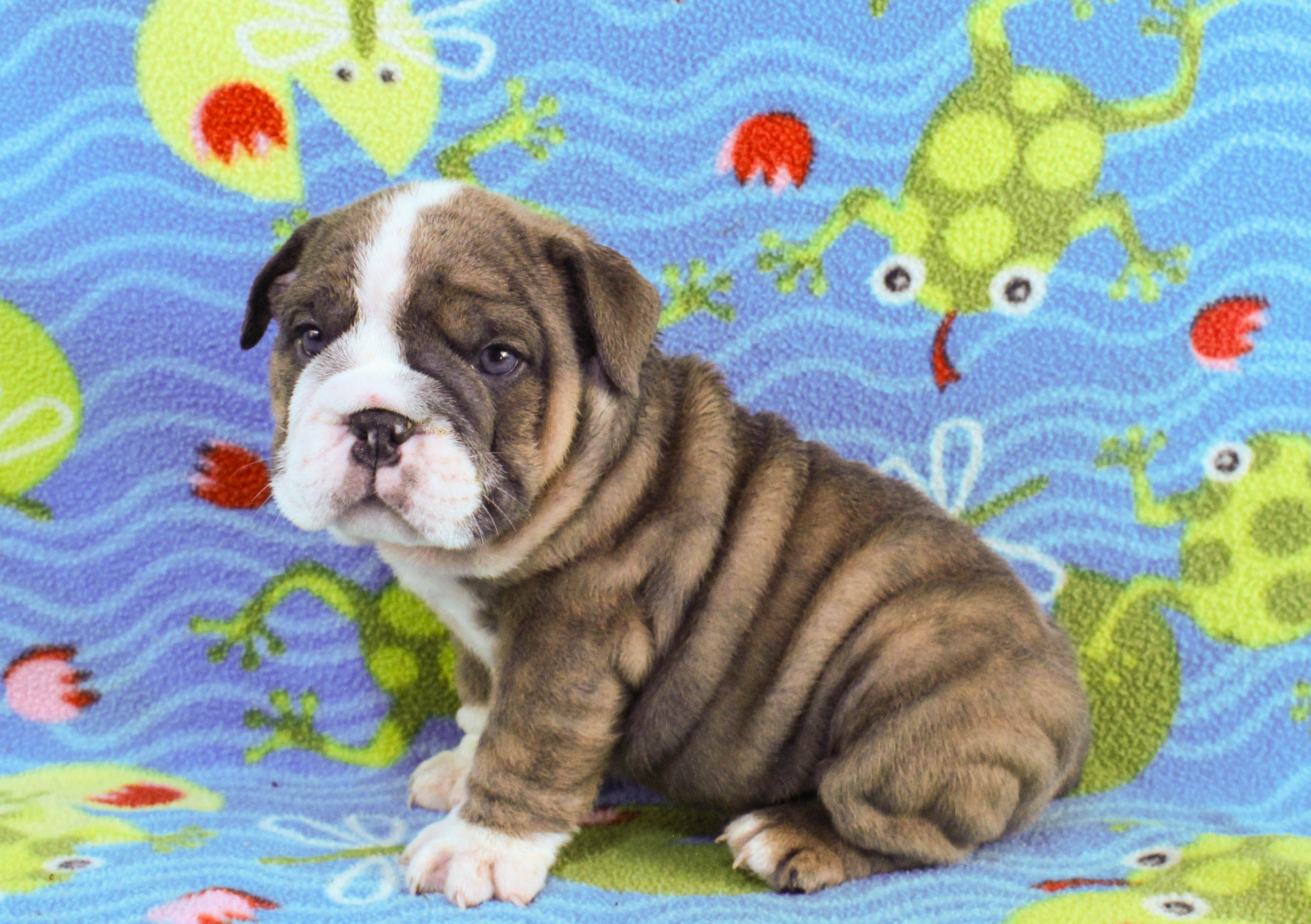 Home of the Smaller AKC English Bulldog Puppies - Newbies