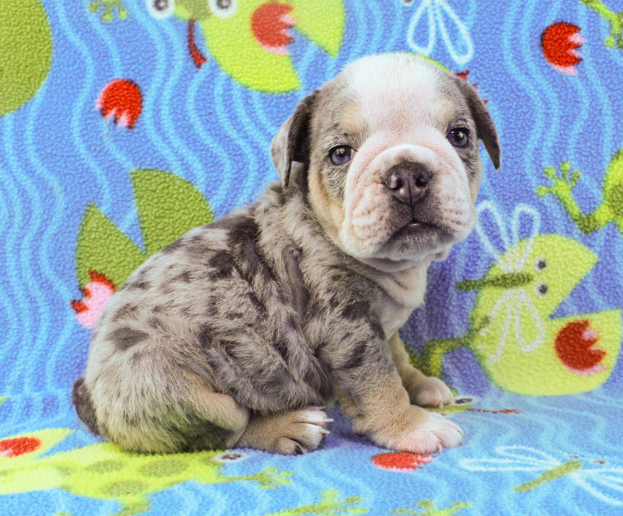 Home of the Smaller AKC English Bulldog Puppies - Newbies
