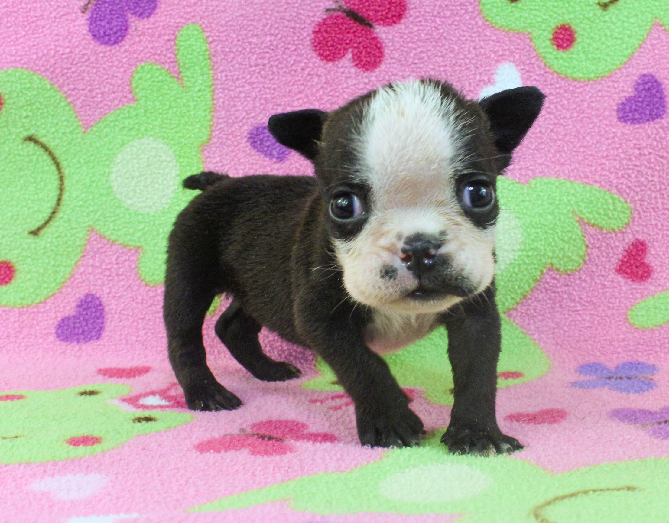 Home of the Smaller AKC English Bulldog Puppies - Newbies