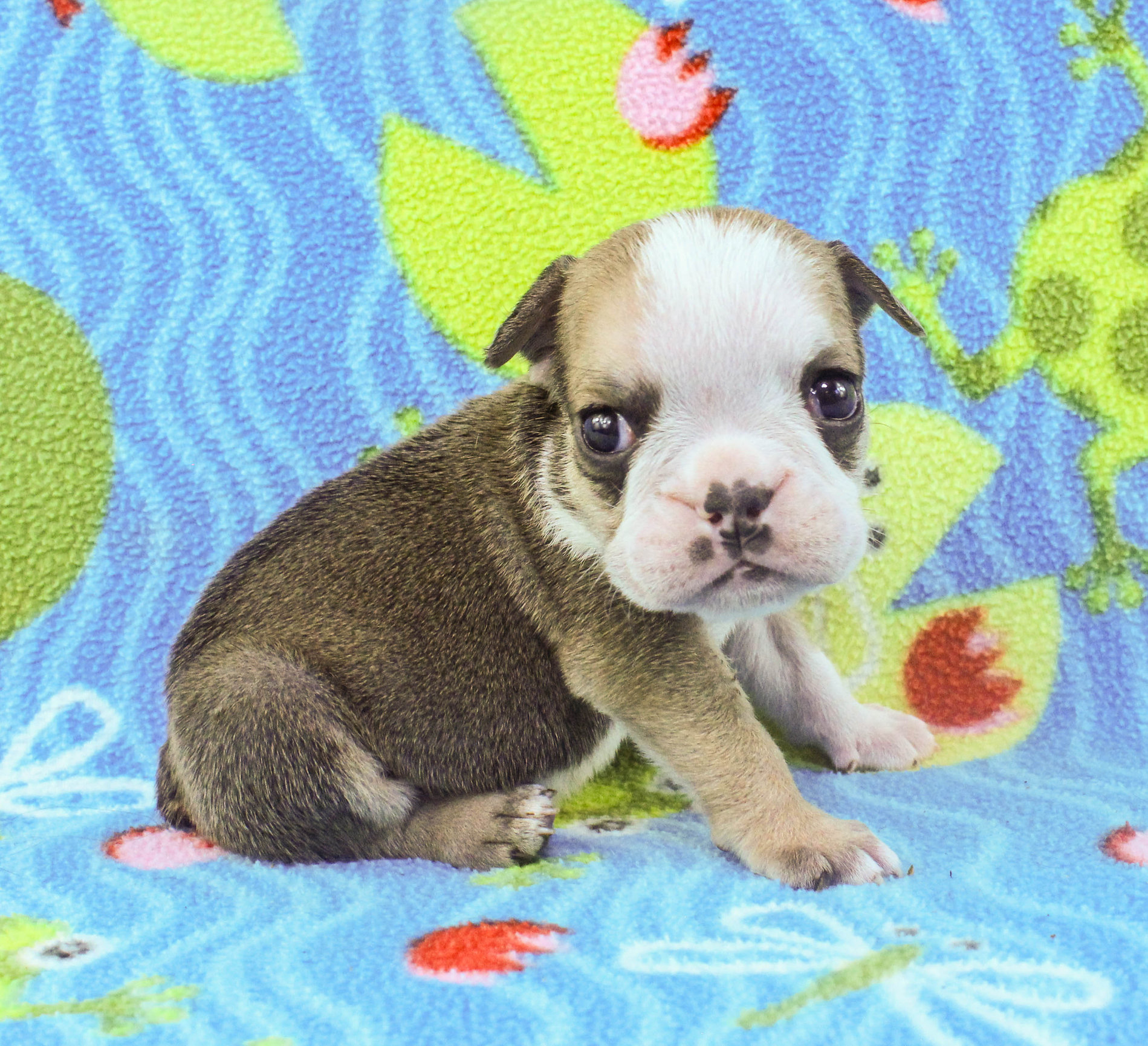 Home of the Smaller AKC English Bulldog Puppies - Newbies