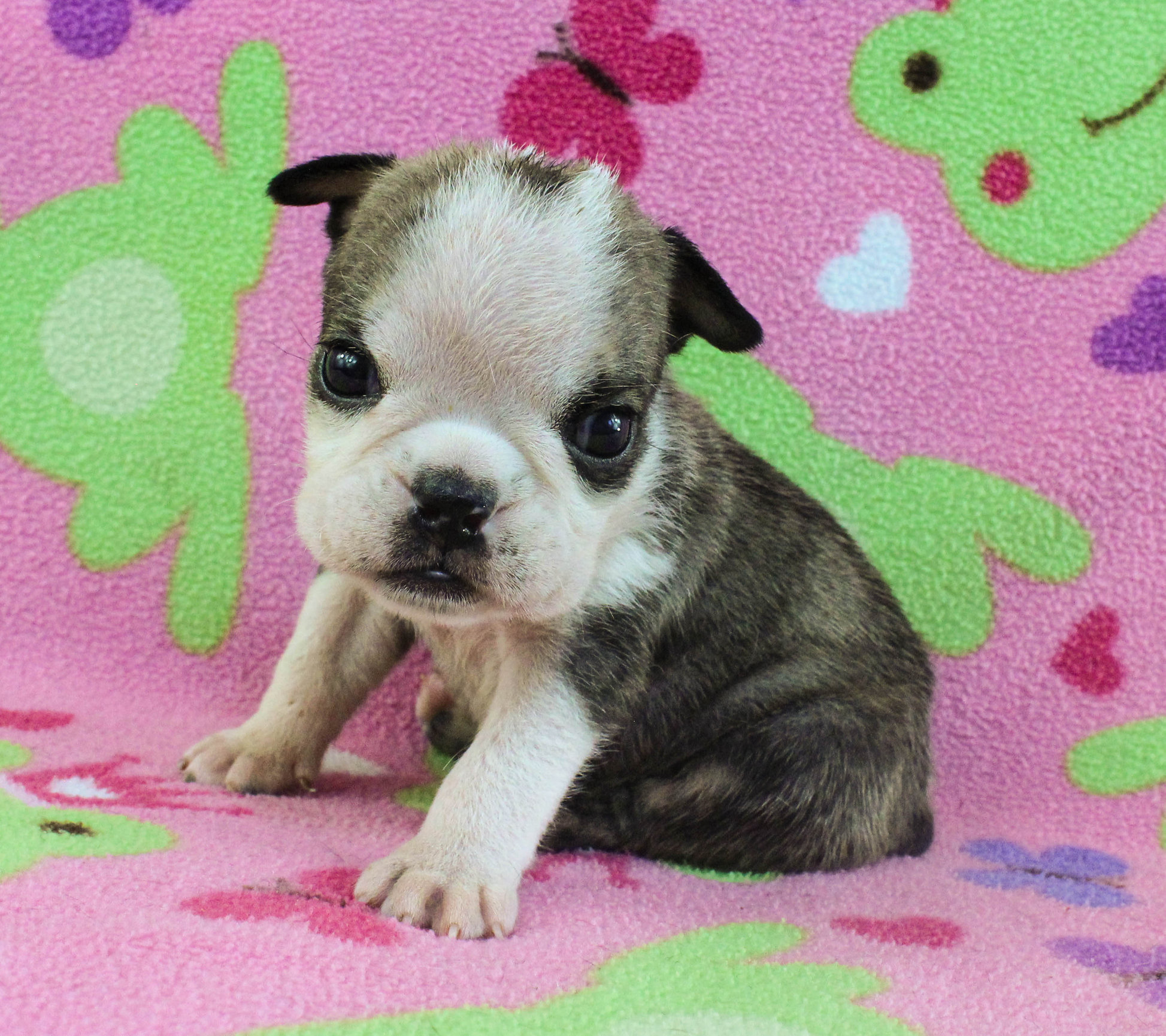 Home of the Smaller AKC English Bulldog Puppies - Newbies