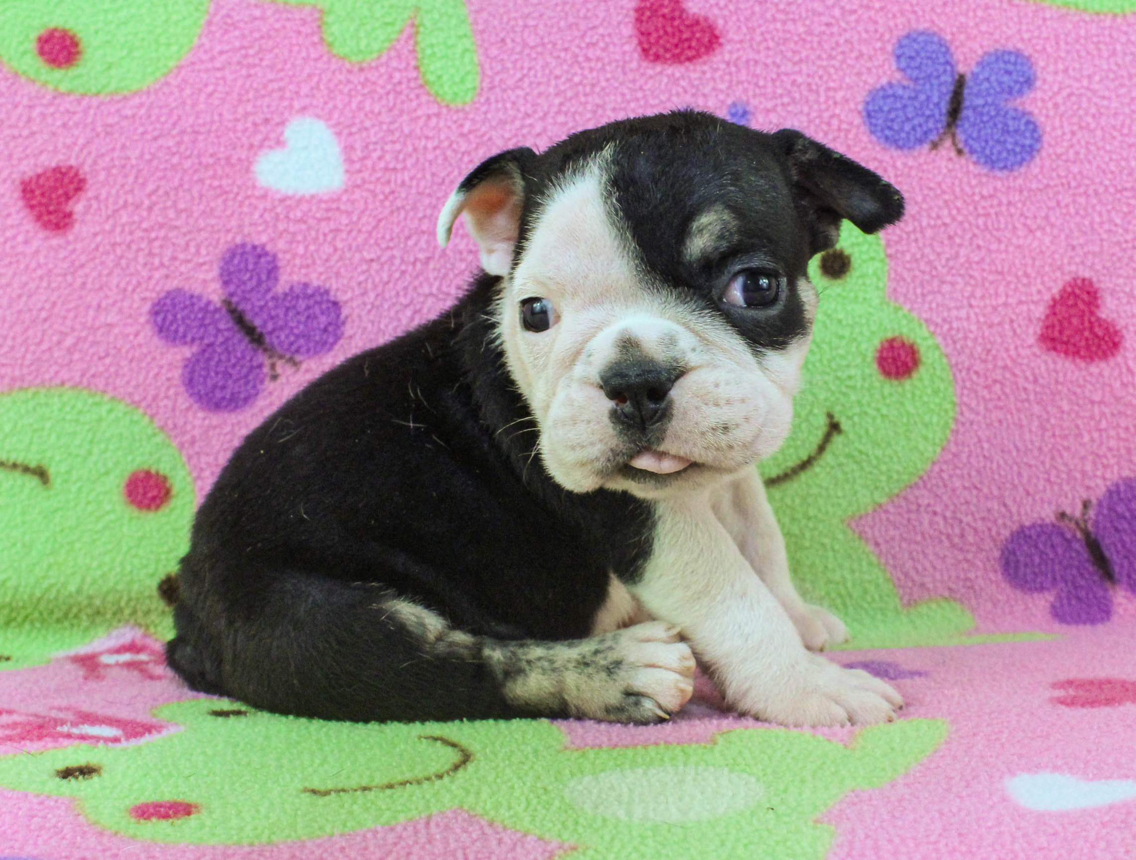 Home of the Smaller AKC English Bulldog Puppies - Newbies