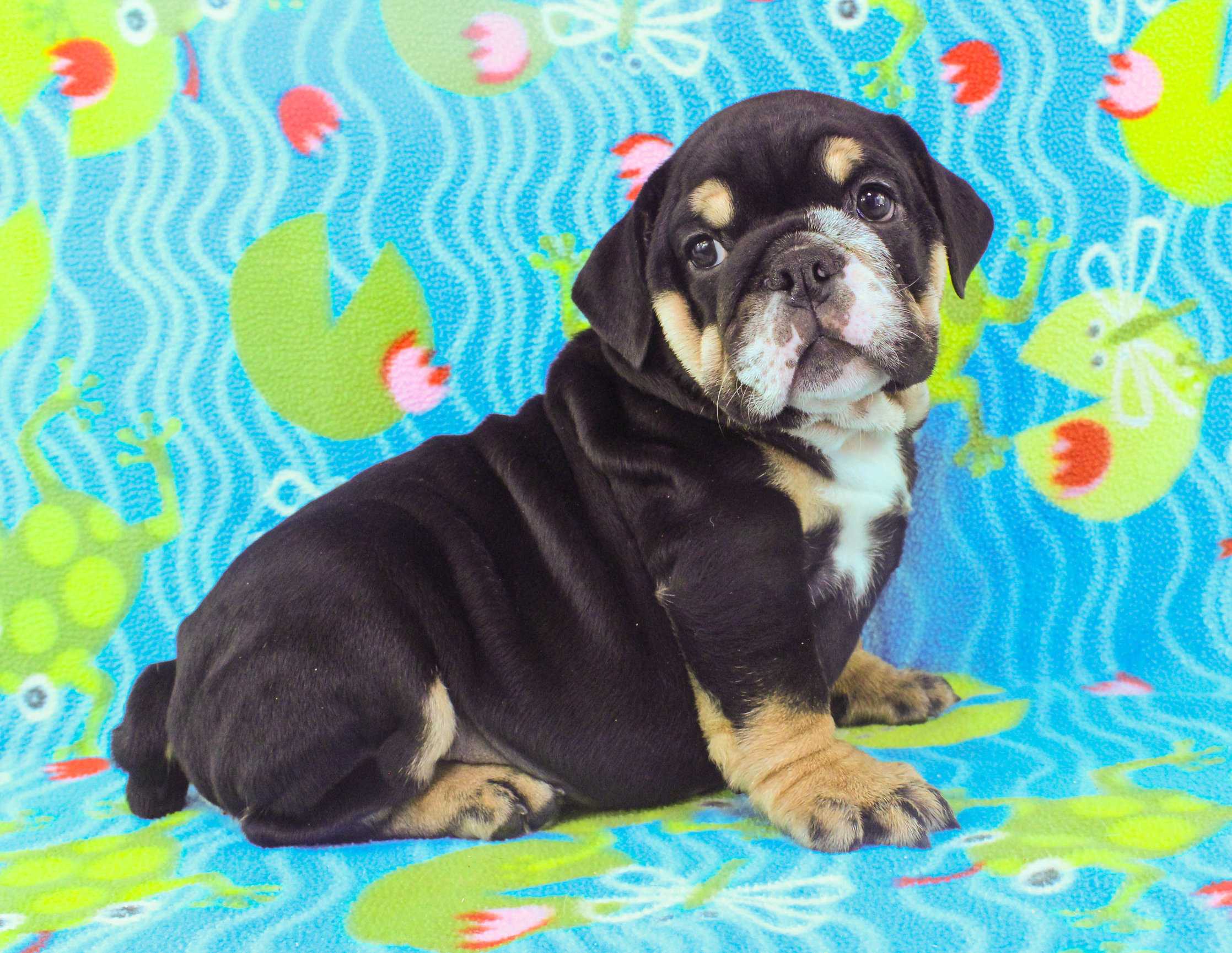 Home of the Smaller AKC English Bulldog Puppies - Newbies