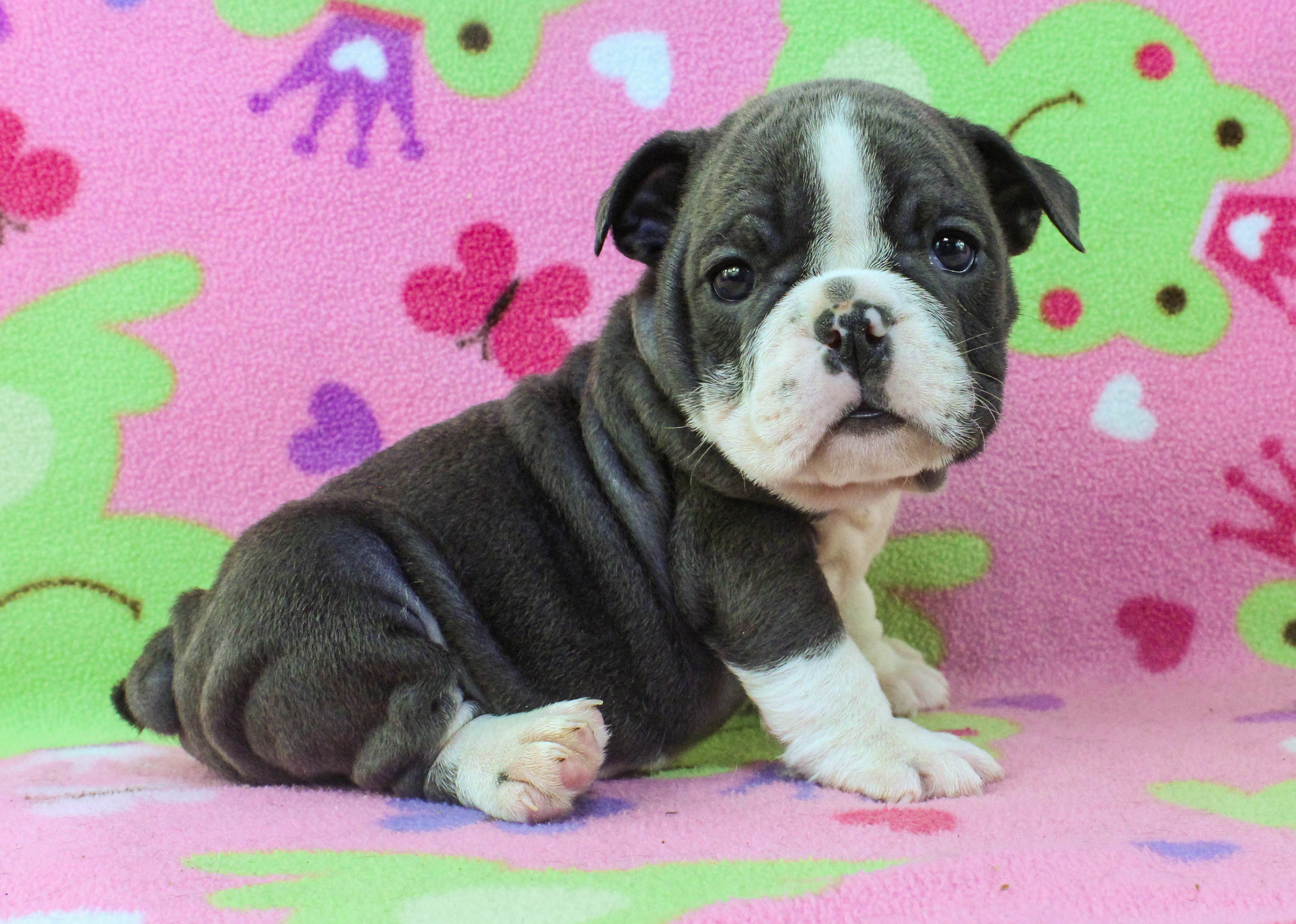 Home of the Smaller AKC English Bulldog Puppies - Newbies