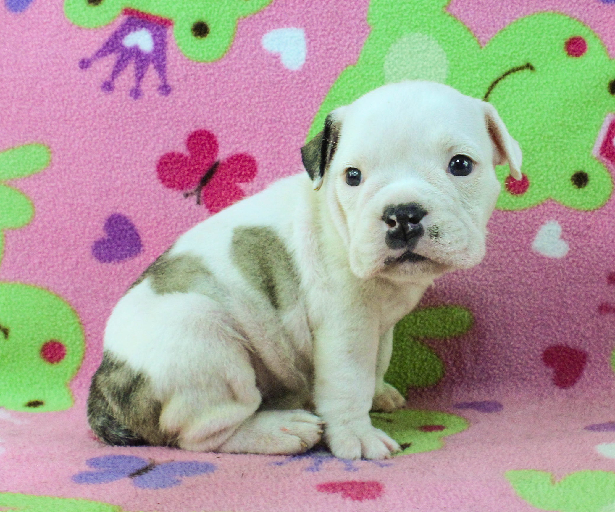 Home of the Smaller AKC English Bulldog Puppies - Newbies
