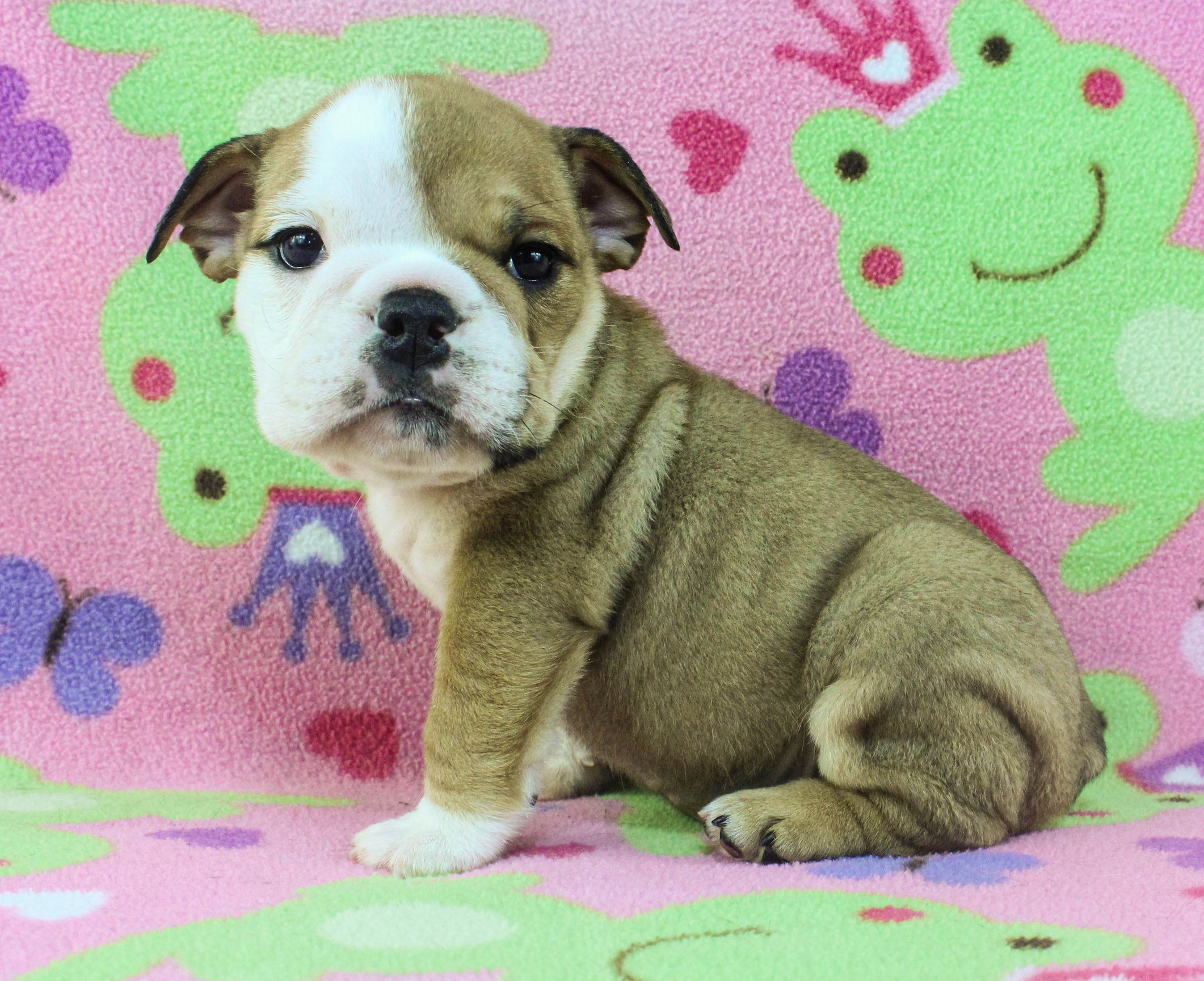 Home of the Smaller AKC English Bulldog Puppies - Newbies