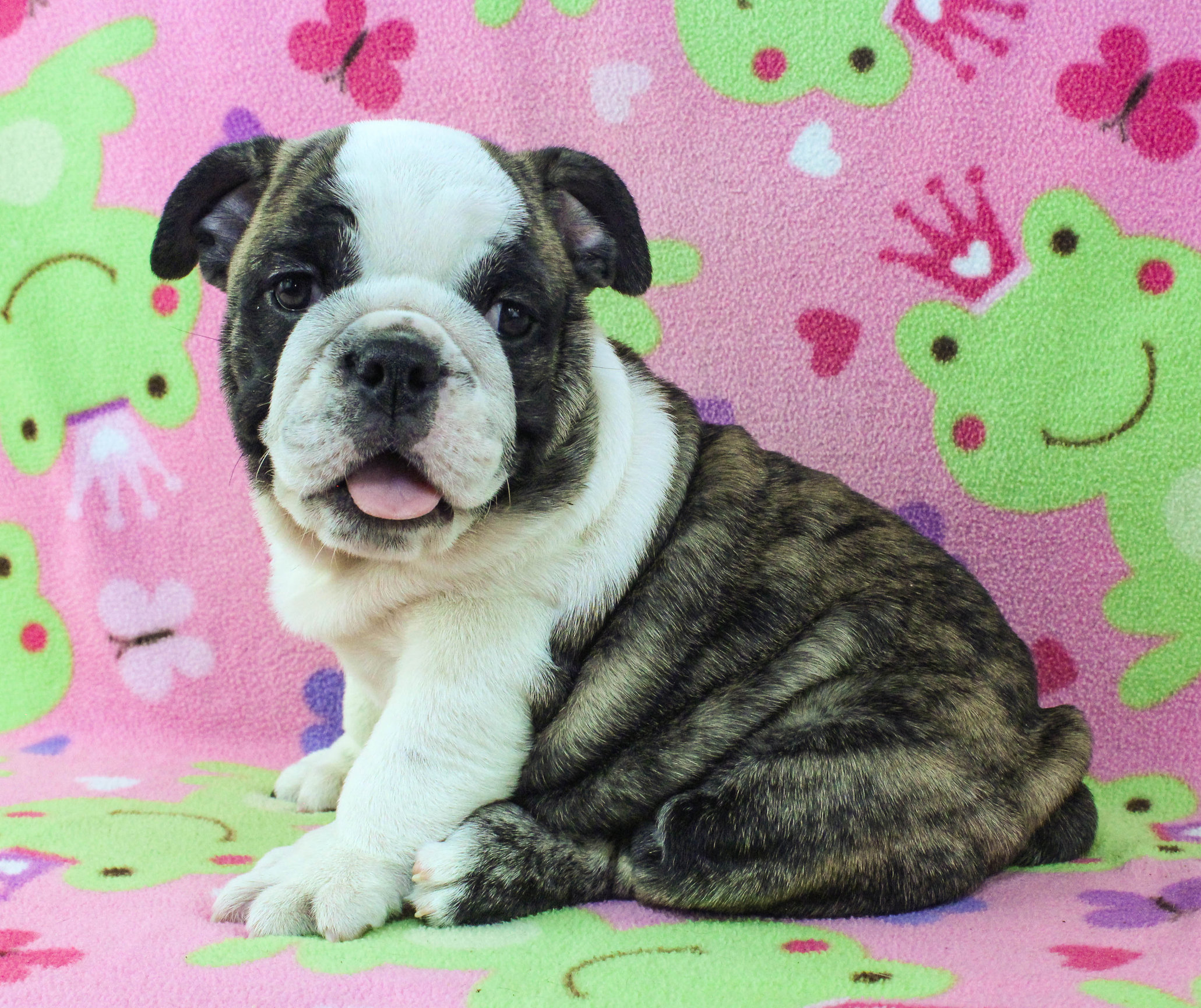 Home of the Smaller AKC English Bulldog Puppies - Newbies