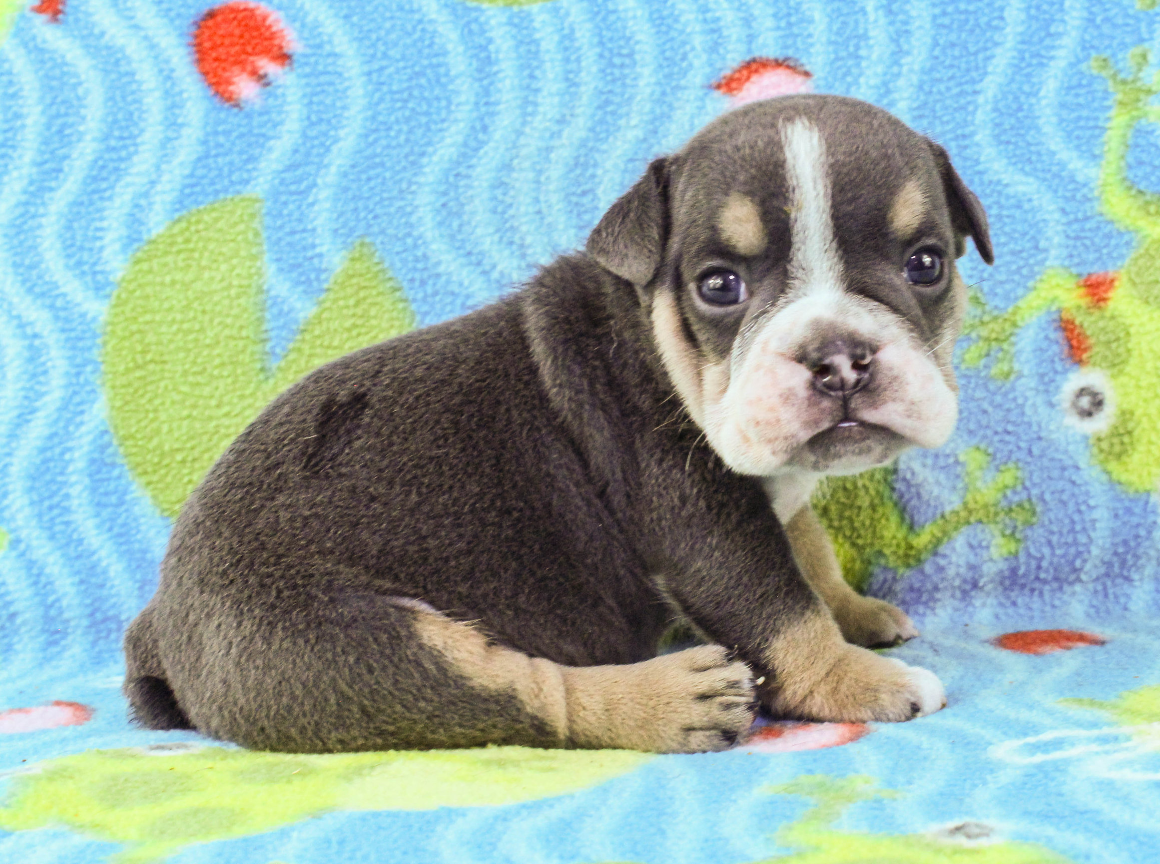 Home of the Smaller AKC English Bulldog Puppies - Newbies