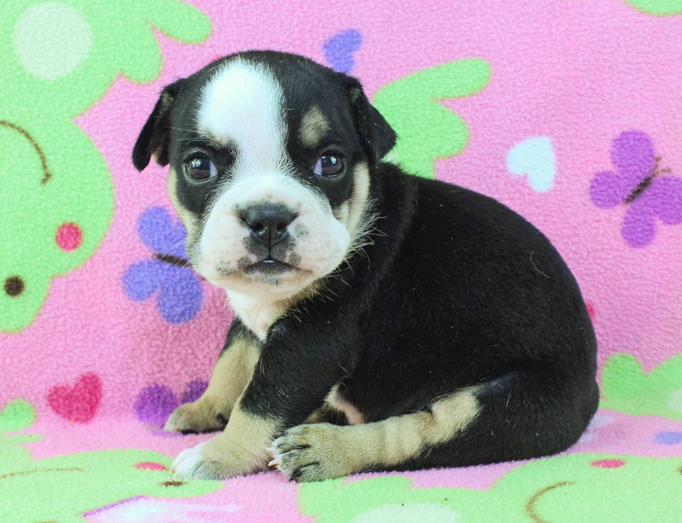 Home of the Smaller AKC English Bulldog Puppies - Newbies