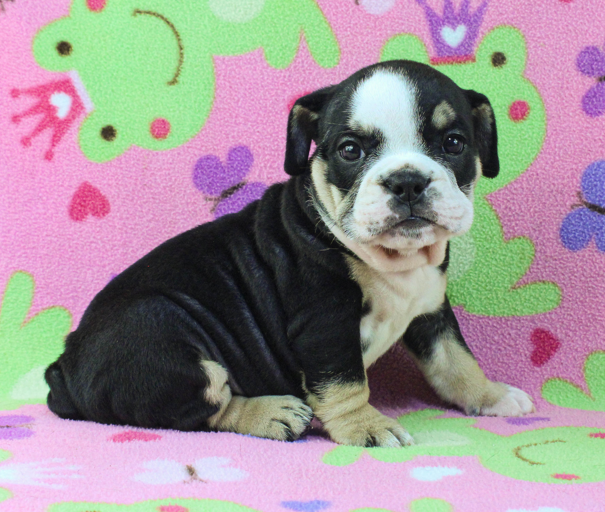 Home of the Smaller AKC English Bulldog Puppies - Newbies