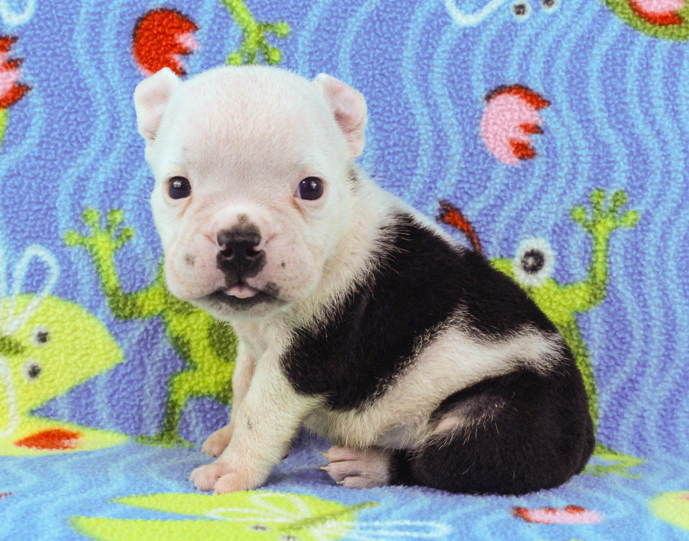 Home of the Smaller AKC English Bulldog Puppies - Newbies
