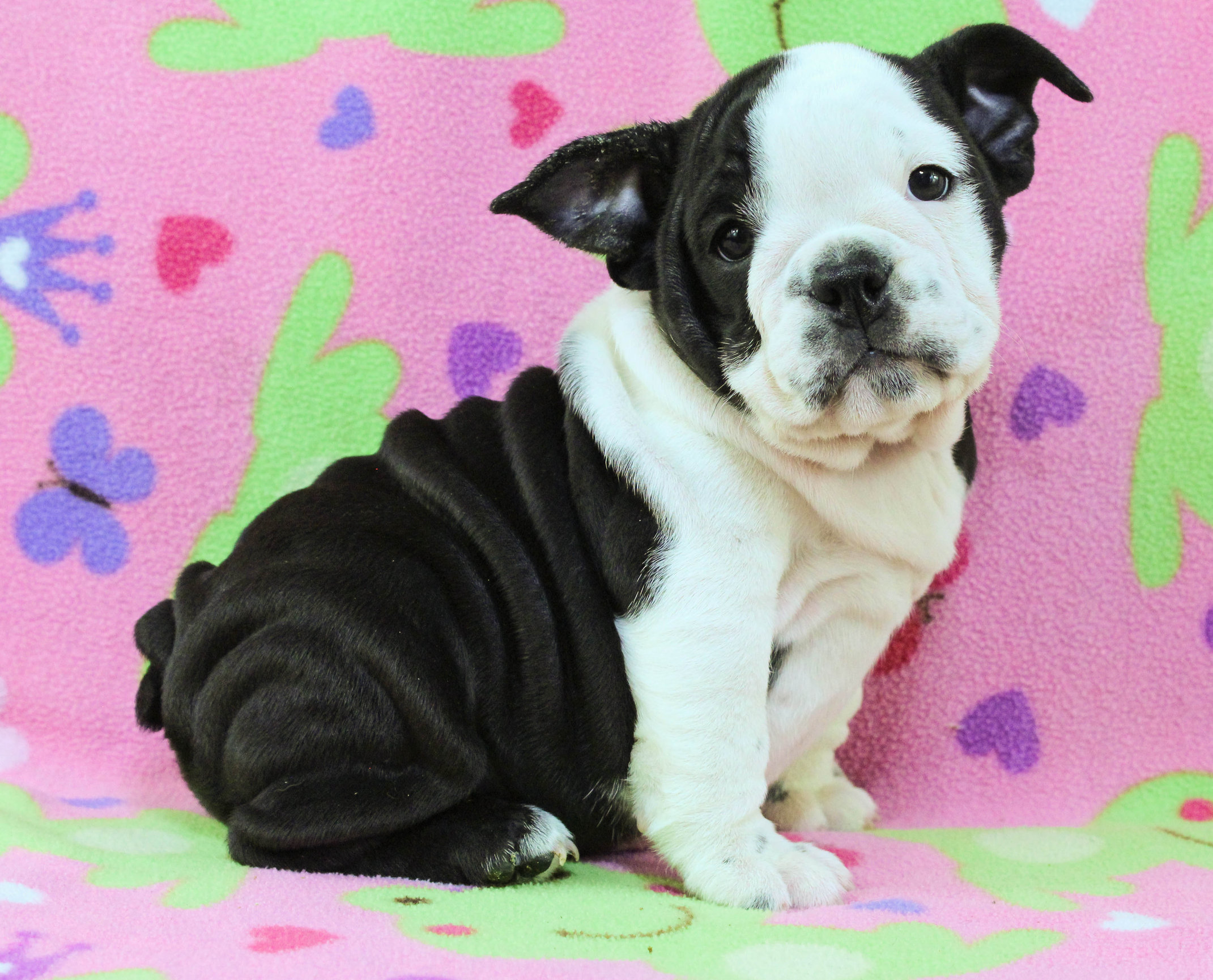 Home of the Smaller AKC English Bulldog Puppies - Newbies