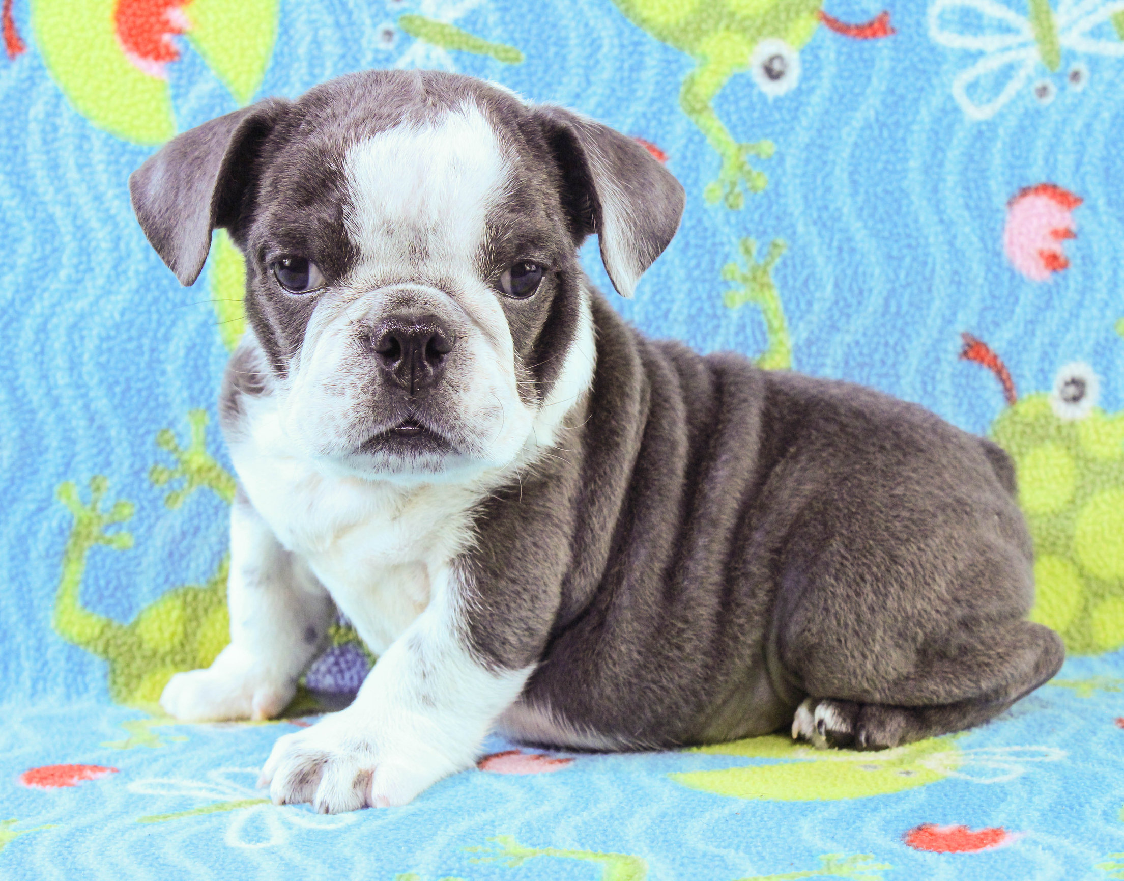 Home of the Smaller AKC English Bulldog Puppies - Newbies